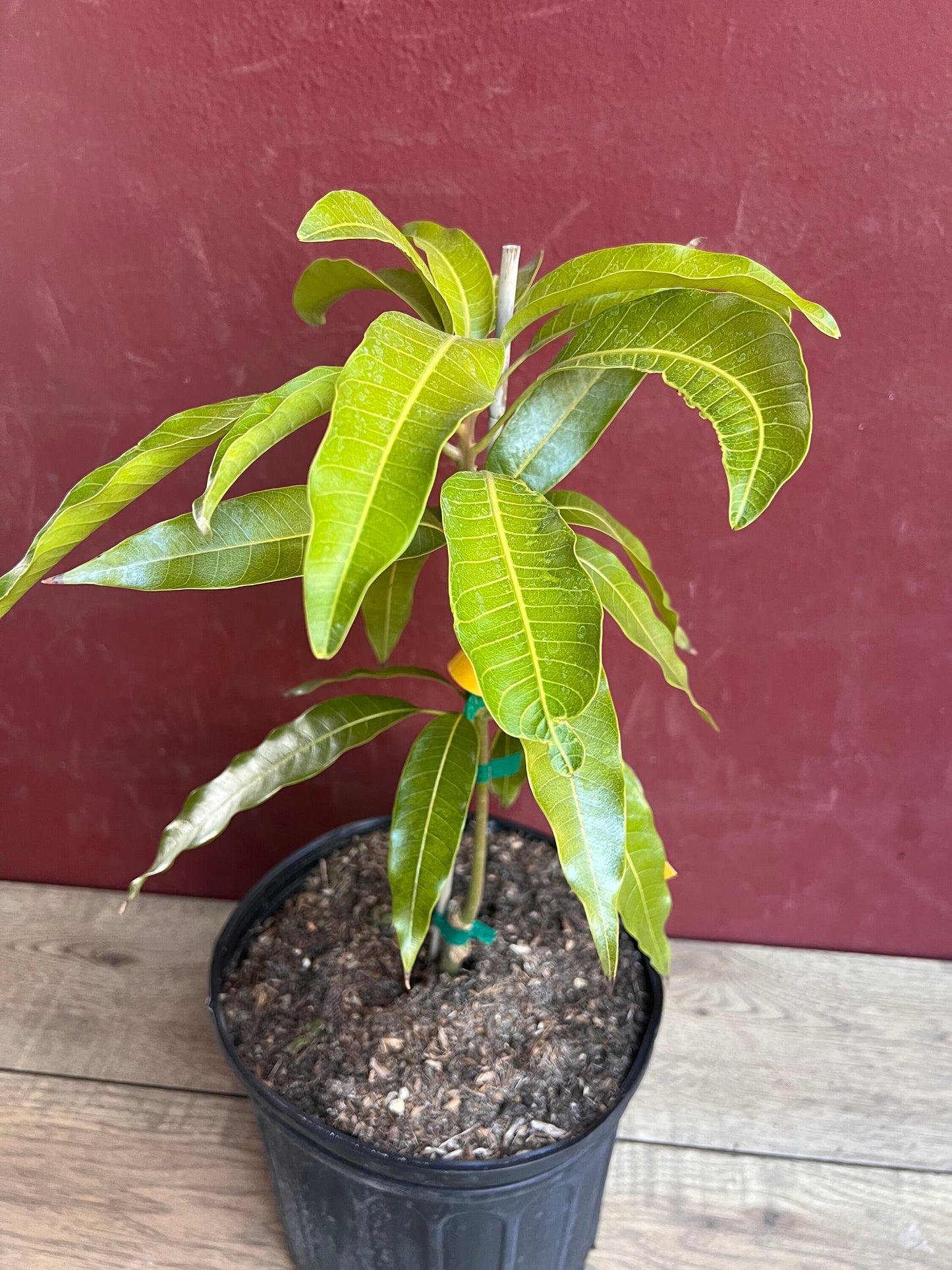 Fruit Punch Mango Tree, grafted in 3 gallons pot, No Ship to CA and HI