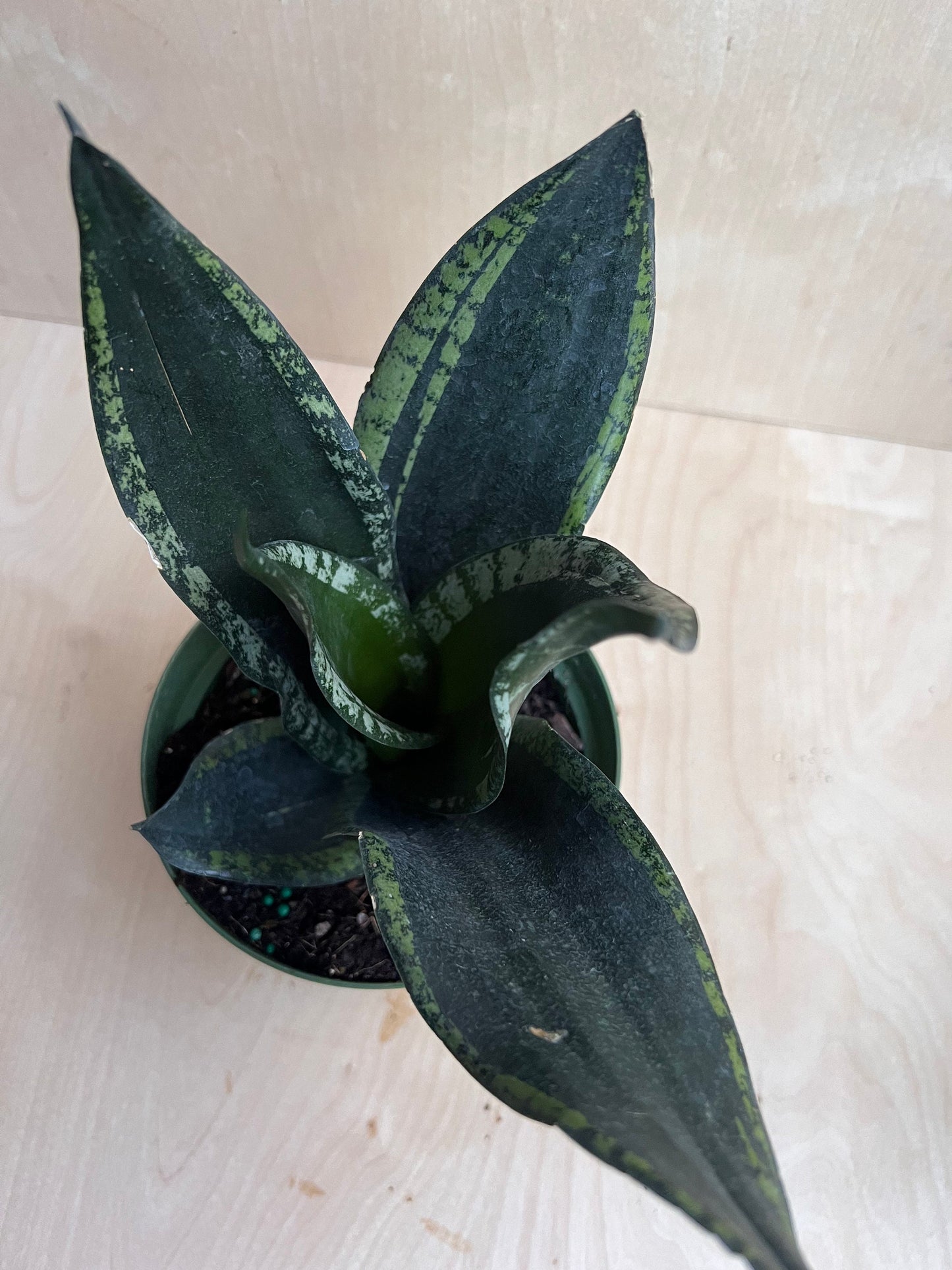 Sansevieria Whitney, Sansevieria Silver Flame, in 6" Inches pot, Mother in law