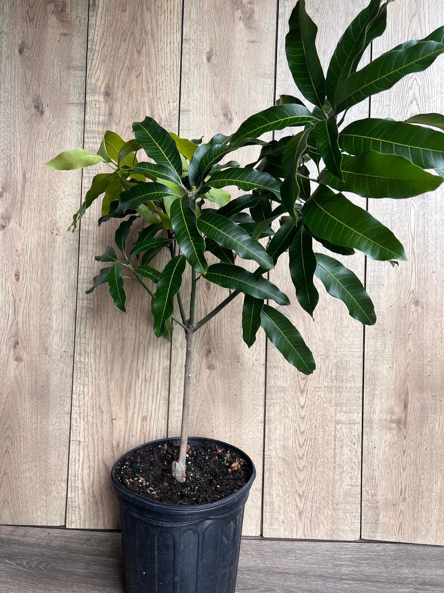 Glenn Mango Tree, grafted in 3 gallons pot, No Ship to CA and HI
