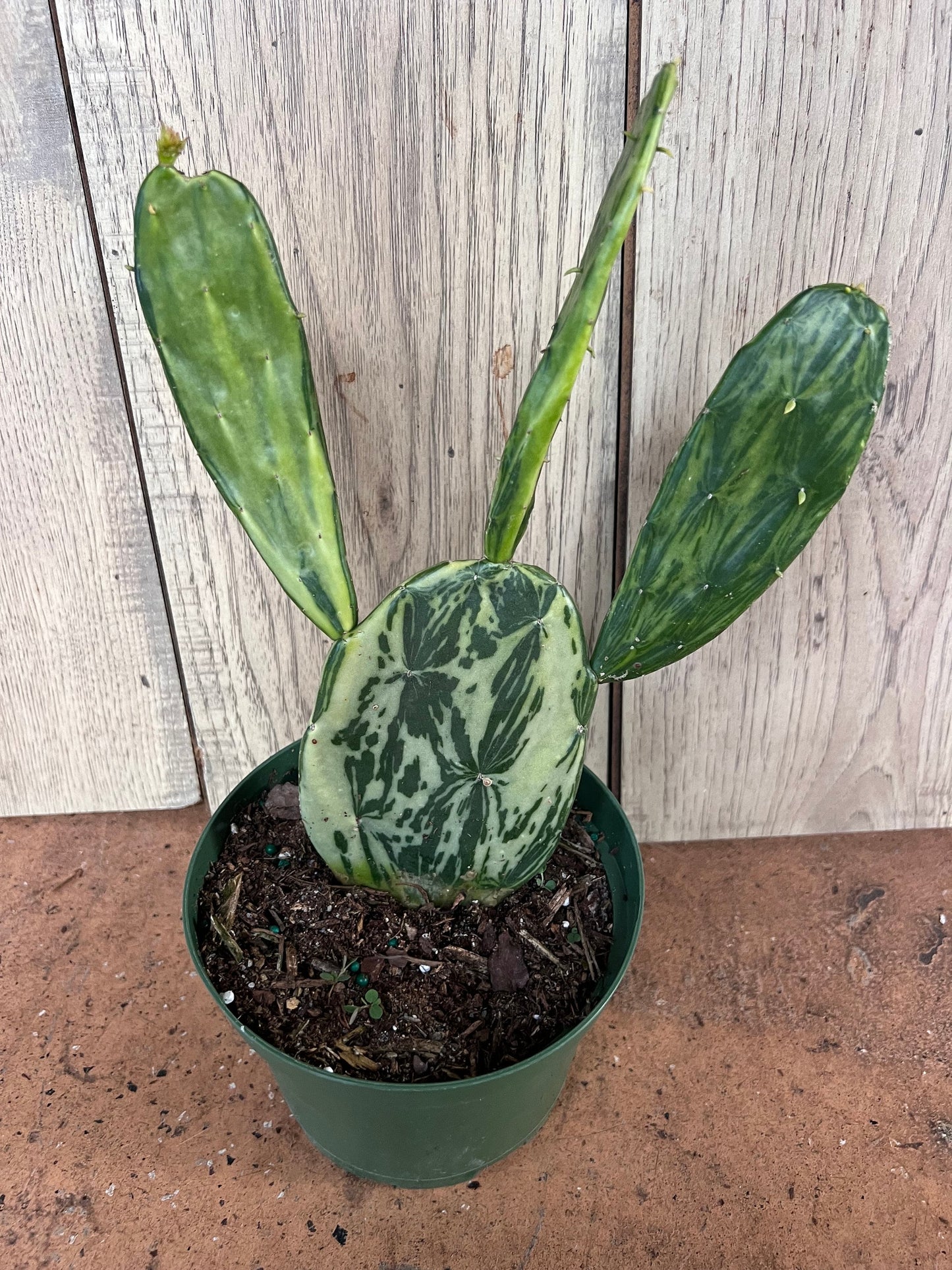Variegated Opuntia, prickly pear variegated in 6" Pot, opuntia cactus
