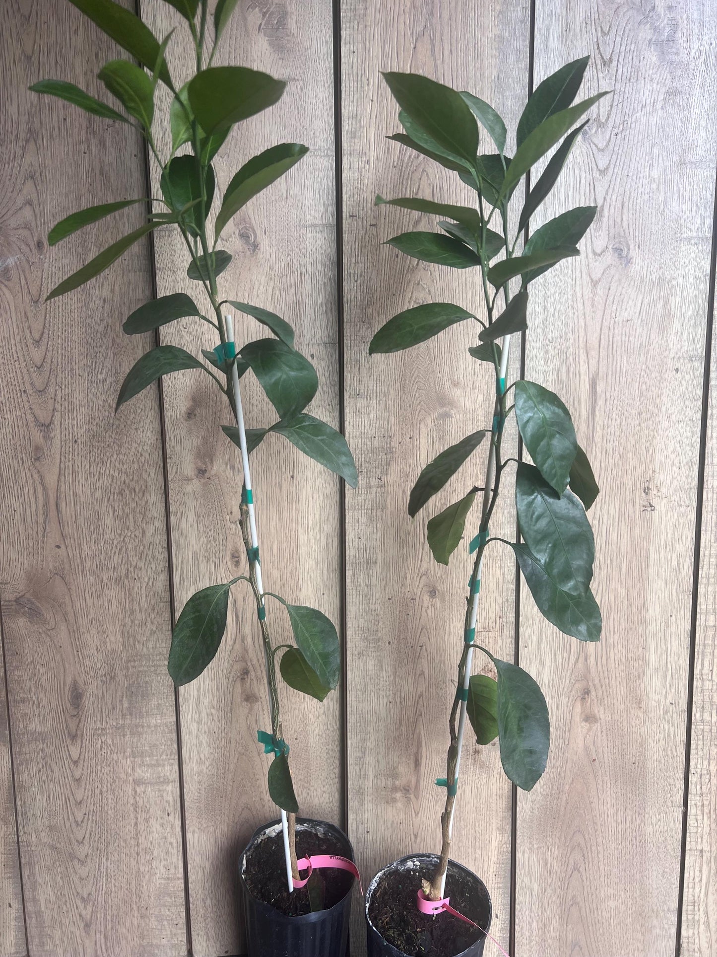 Owari Tangerine Tree in half Gallon Pot, Grafted, Cold Hardy, Florida Shipping Only