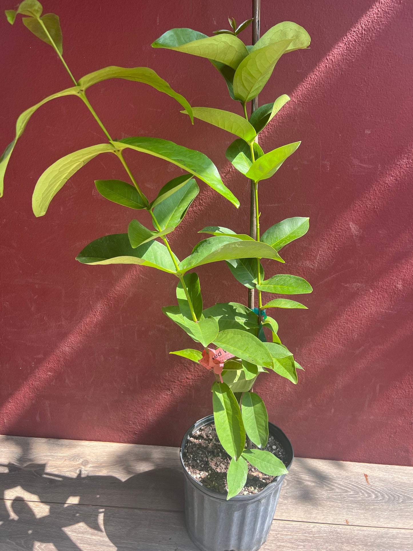 Red Wax apple, in 3 gallon, air layered, rose apple, jambu air, No Ship to CA and HI