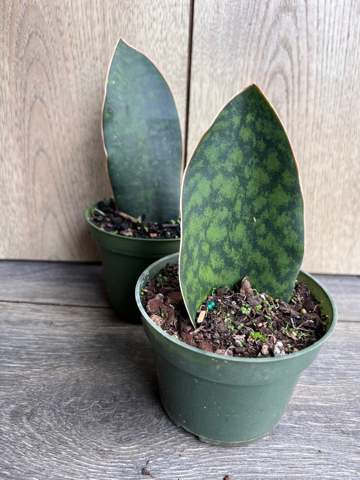 Sansevieria Masoniana, Sansevieria Whale Fin, Snake Plant in 6"