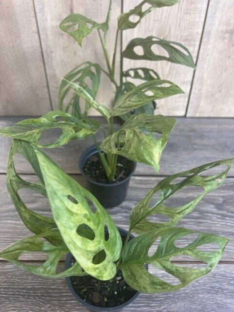 Variegated Monstera Adansonii mint , in 4"pot, rare plant