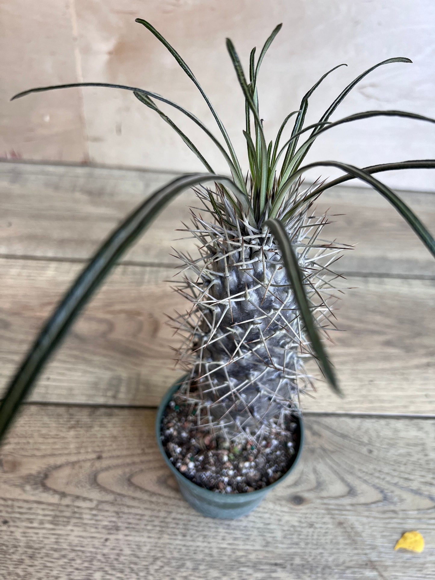 Madagascar Palm Tree in 4" Pot Lamerei Plant, Succulent