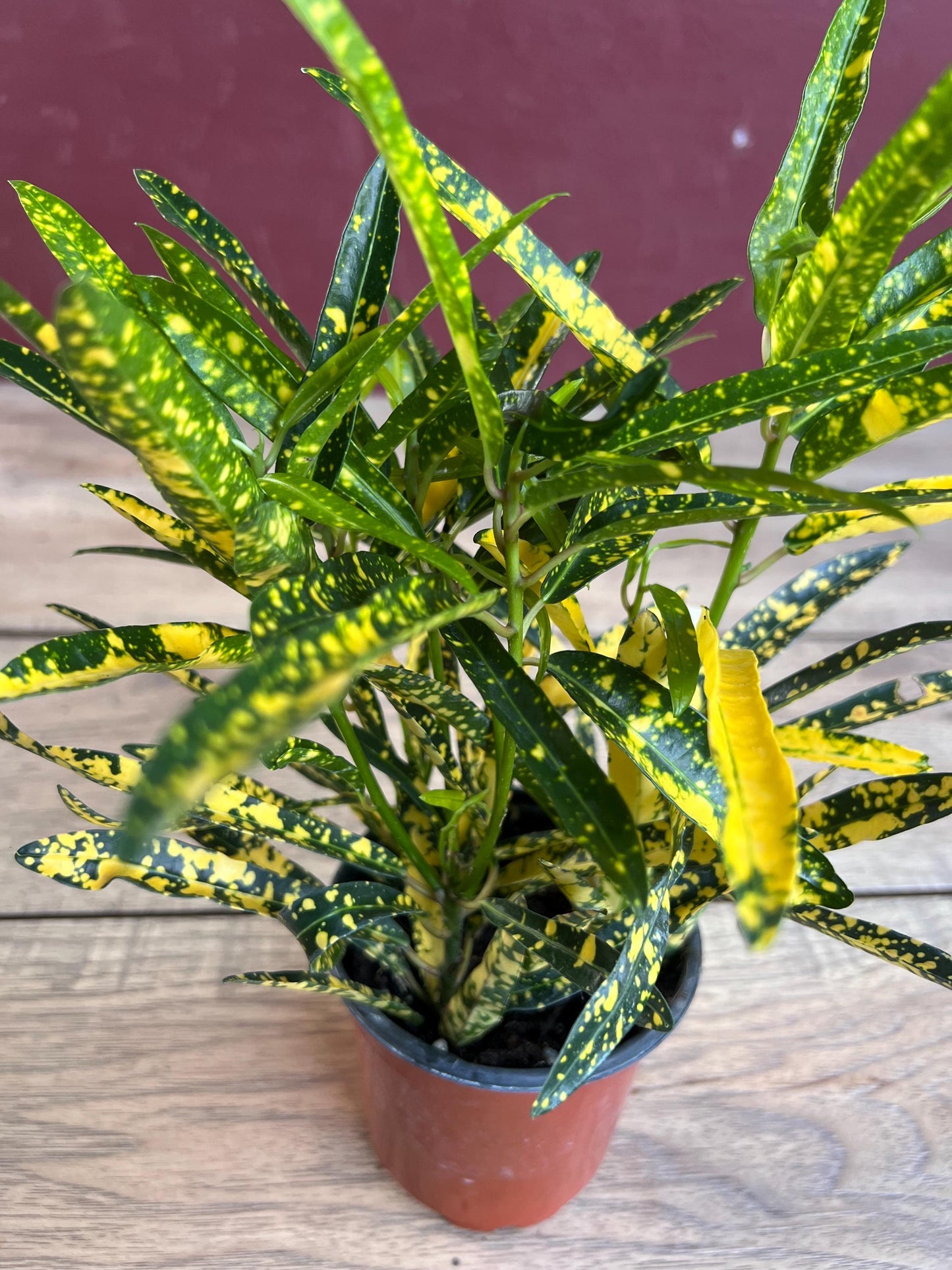 Croton Sunny Star in 4" Pot, house plant, indoor, outdoor