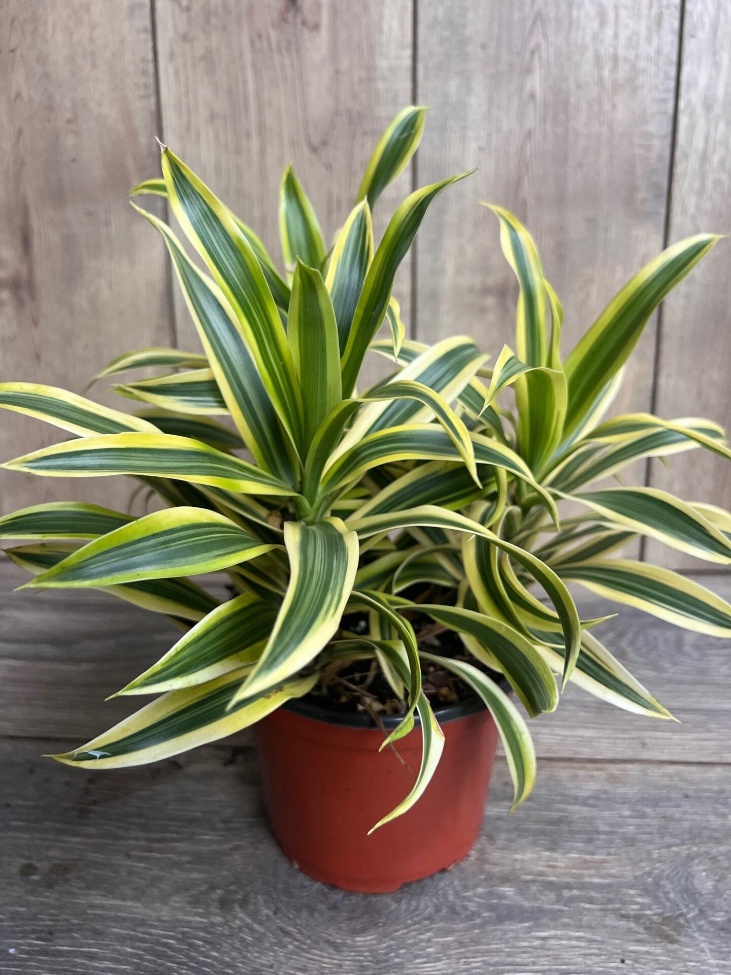 Song Of India, 6" Pot, Dracaena reflexa.