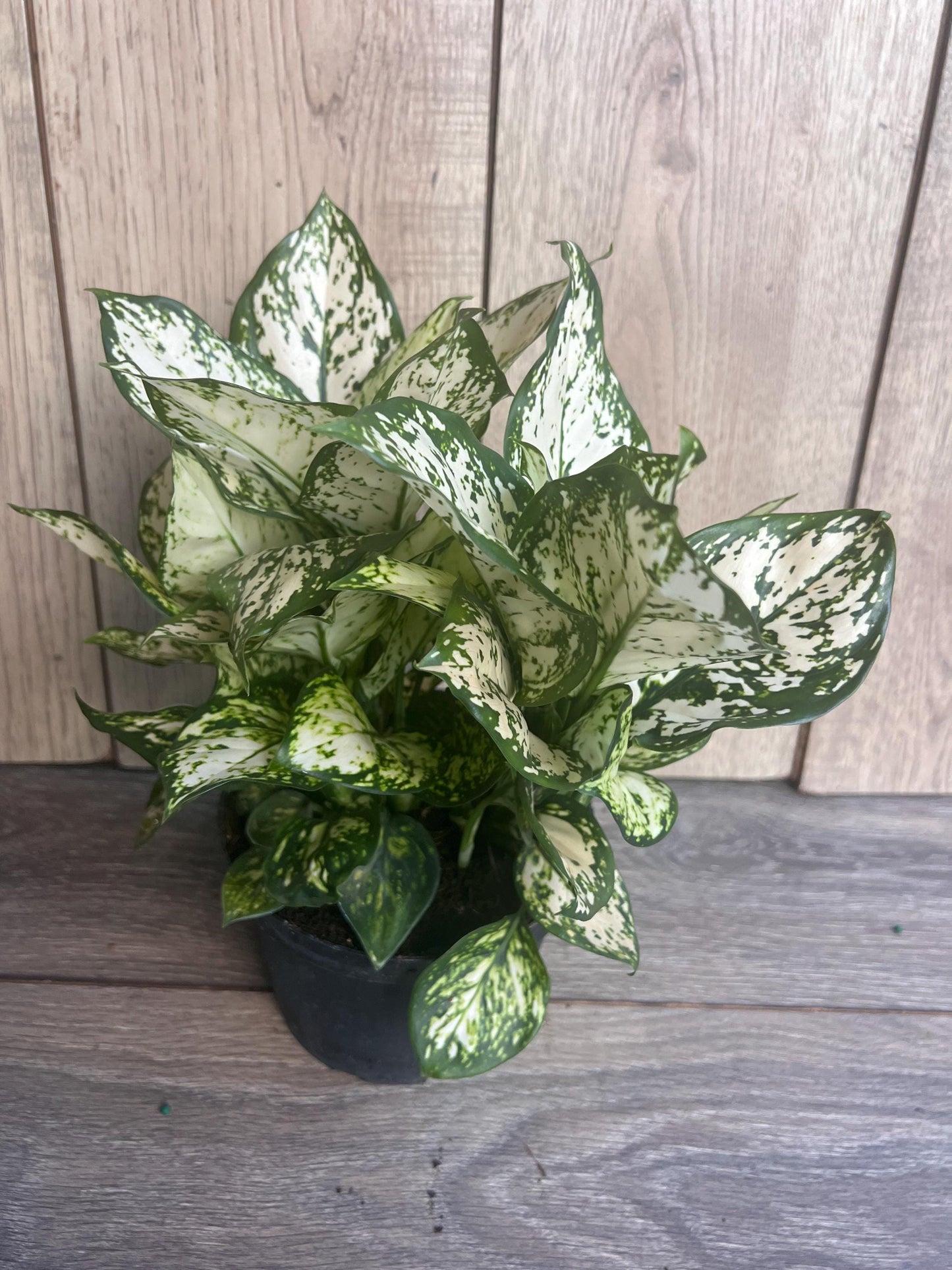 Aglaonema Variegata pearls in 6", commutatum Pearls