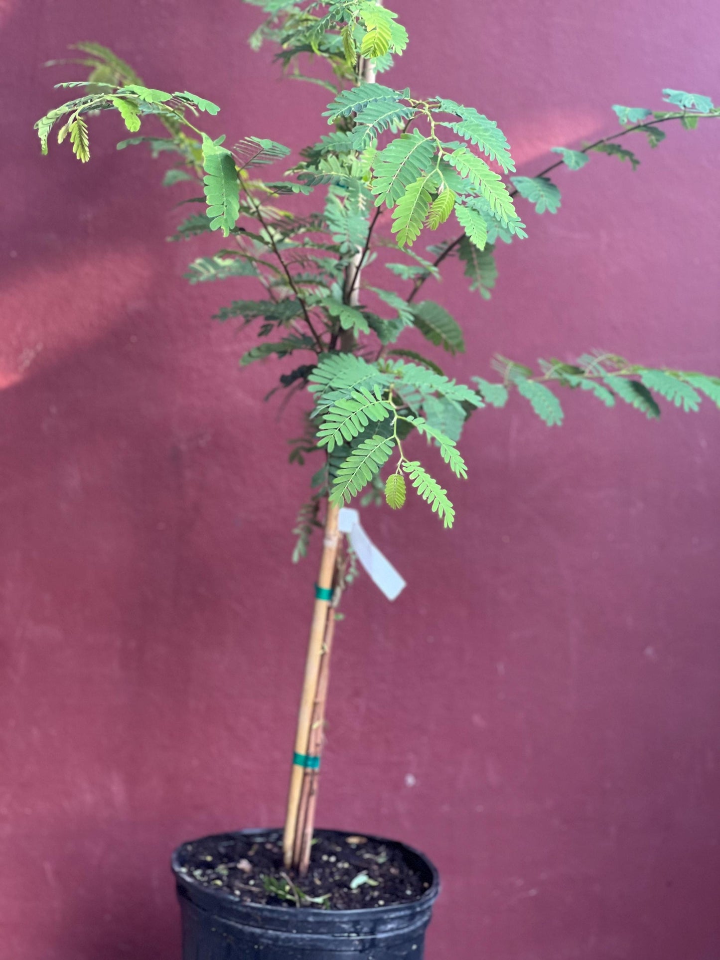 Tamarind tree, Tamarindus indica in 3 gallon Pot, Pohon Asem