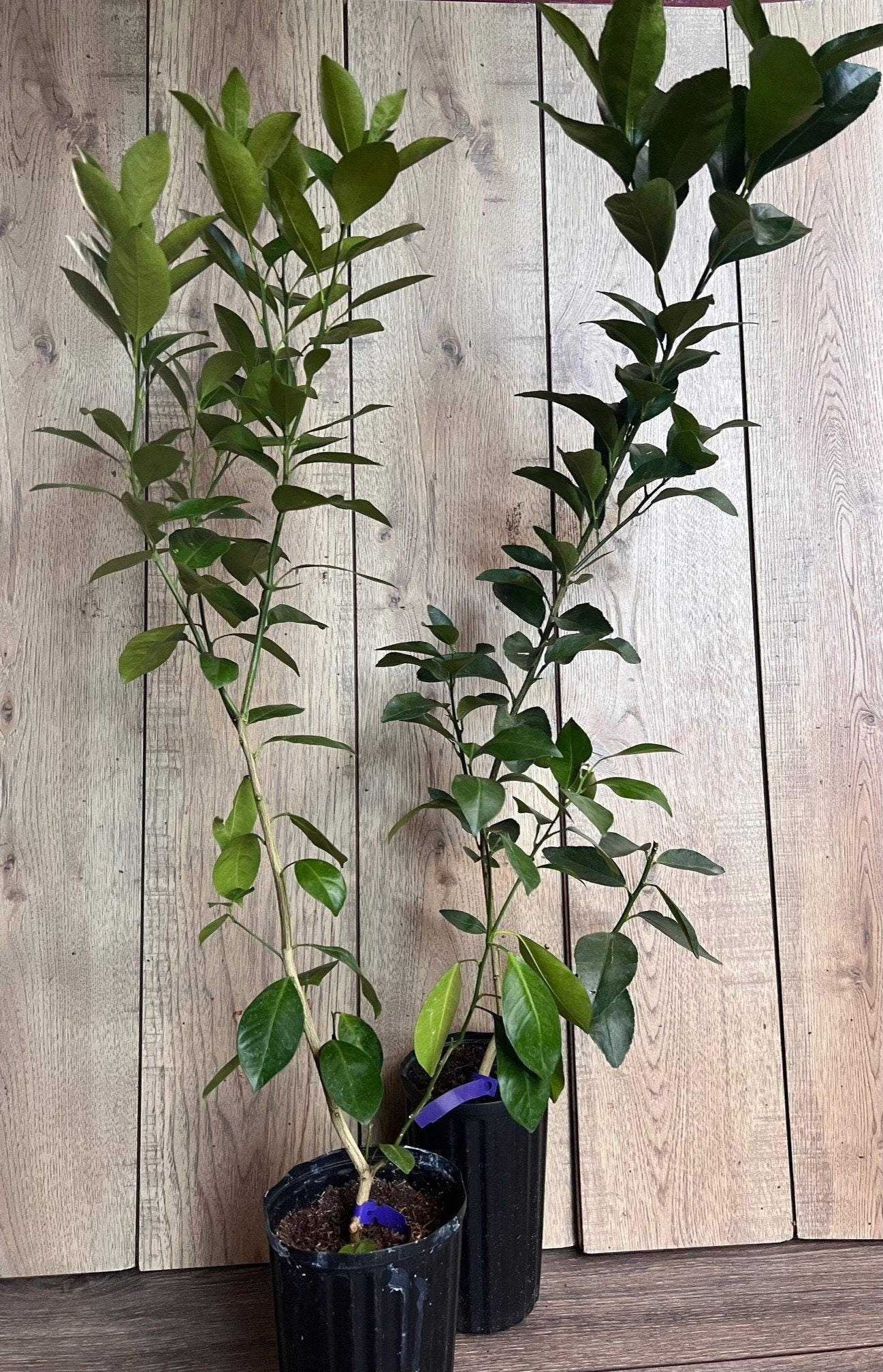 Glenn Navel Orange Tree in half Gallon Pot, Grafted, Florida Shipping Only