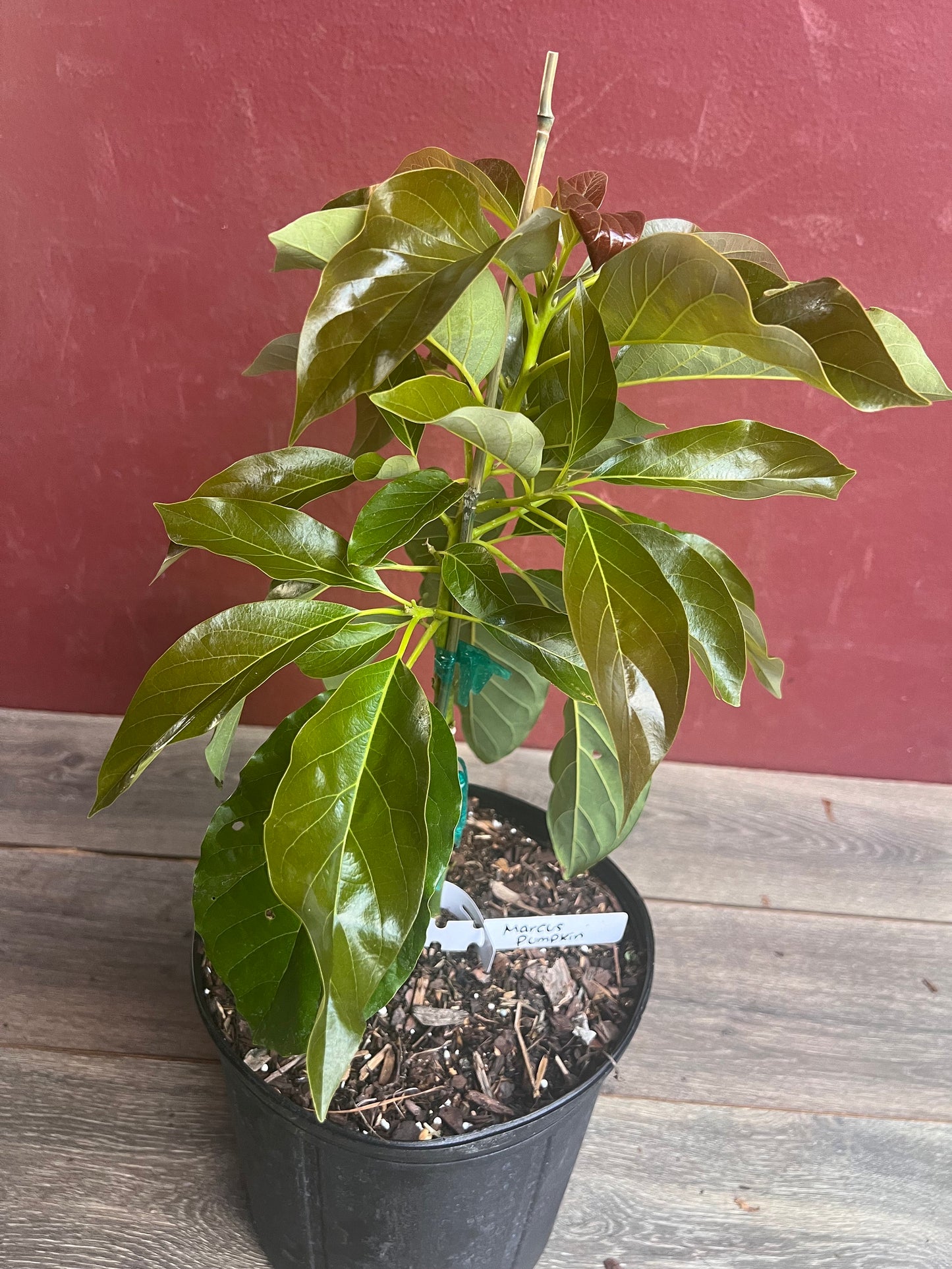 Marcus Pumpkin Avocado Tree , Grafted in 3 Gallon Pot, No Ship to HI