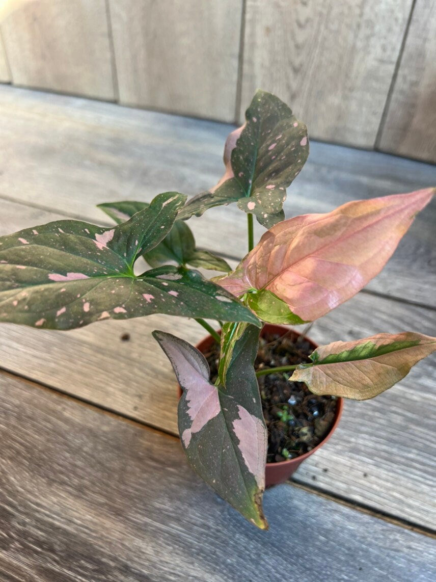 Syngonium Pink Splash in 4" Pot, Rare Syngonium