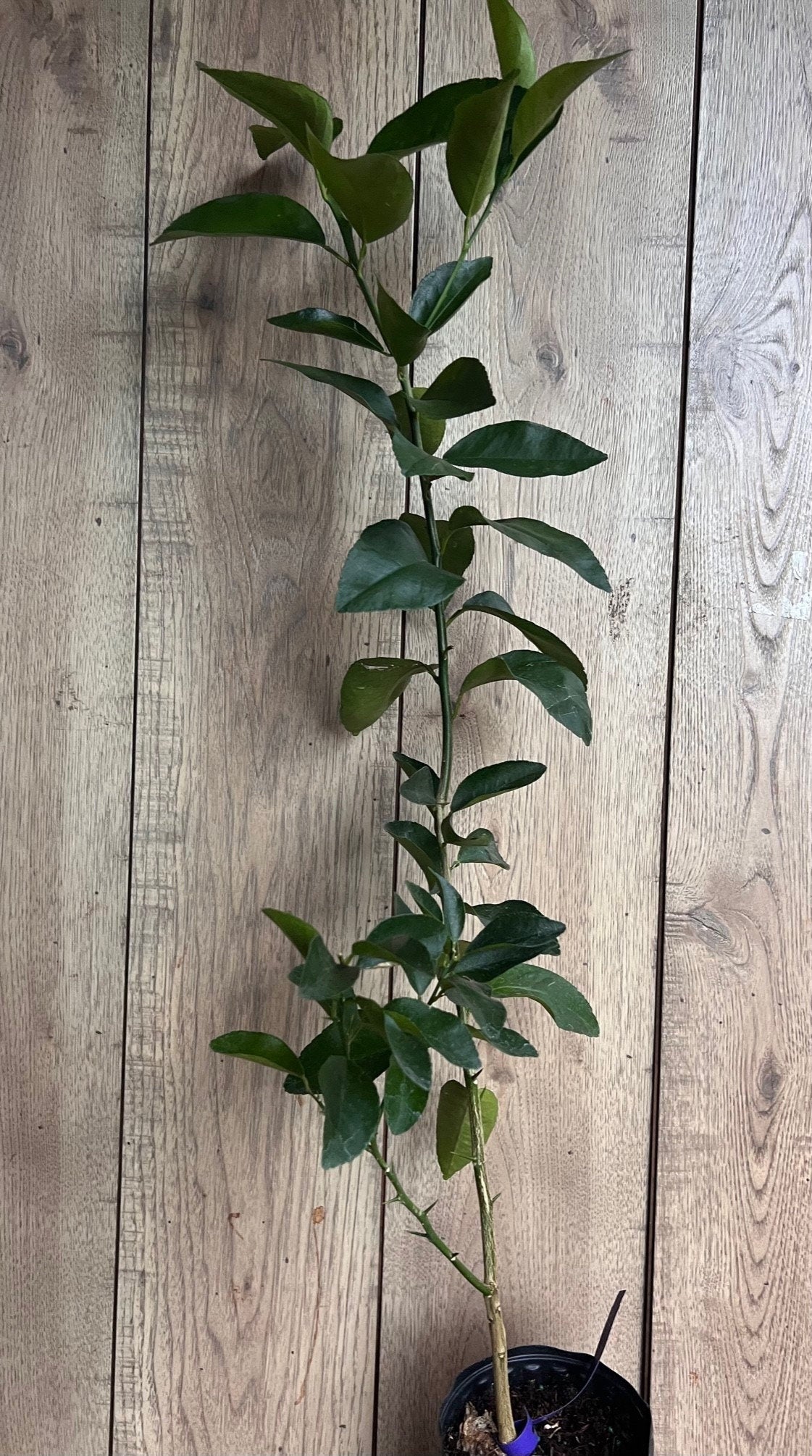 Valencia Orange Tree in half Gallon Pot, Grafted, Florida Shipping Only