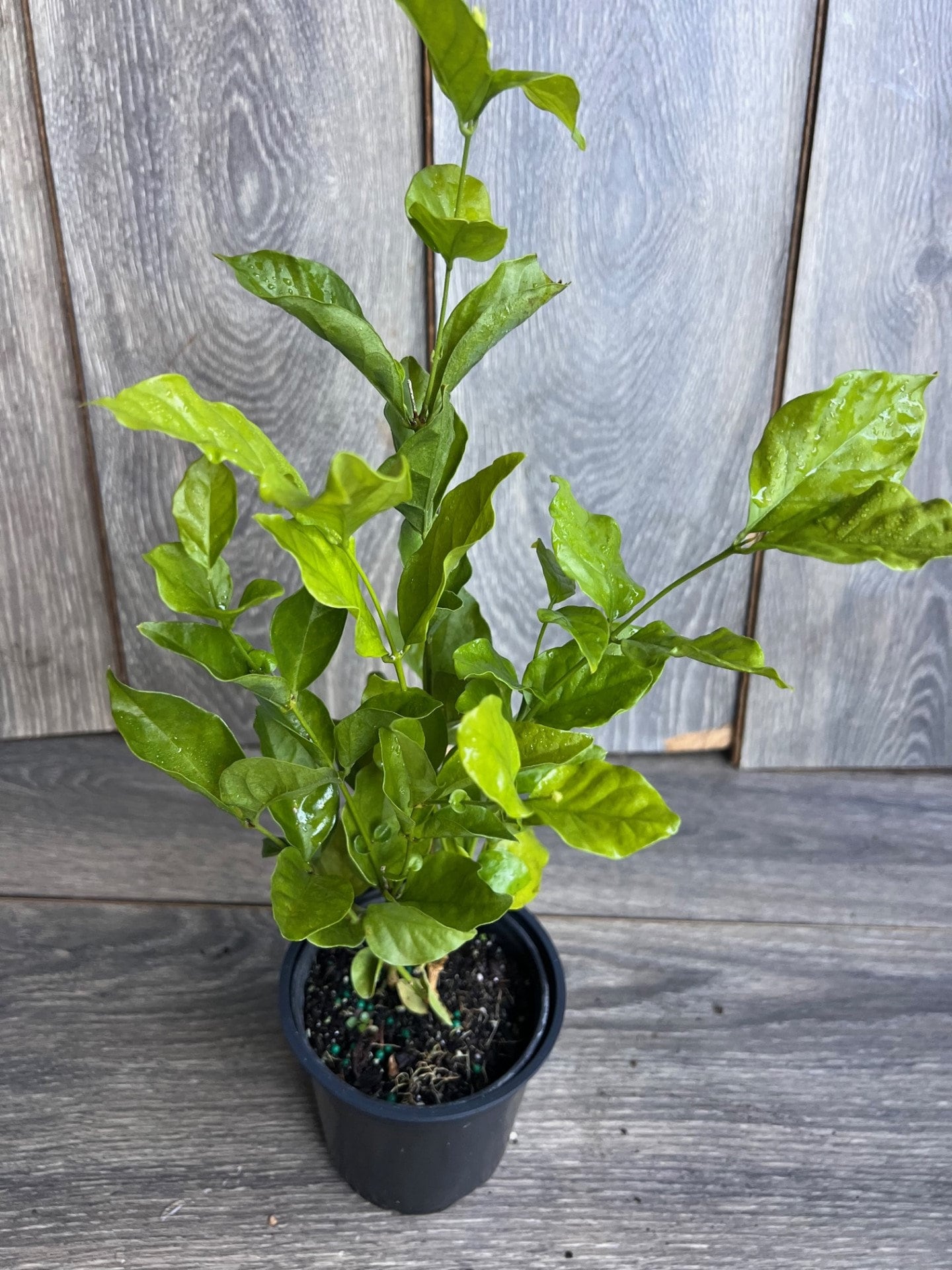 Jasmine Belle of India in 4" Pot Pot, Fragrance, Flowers and Brilliant Green Leaves