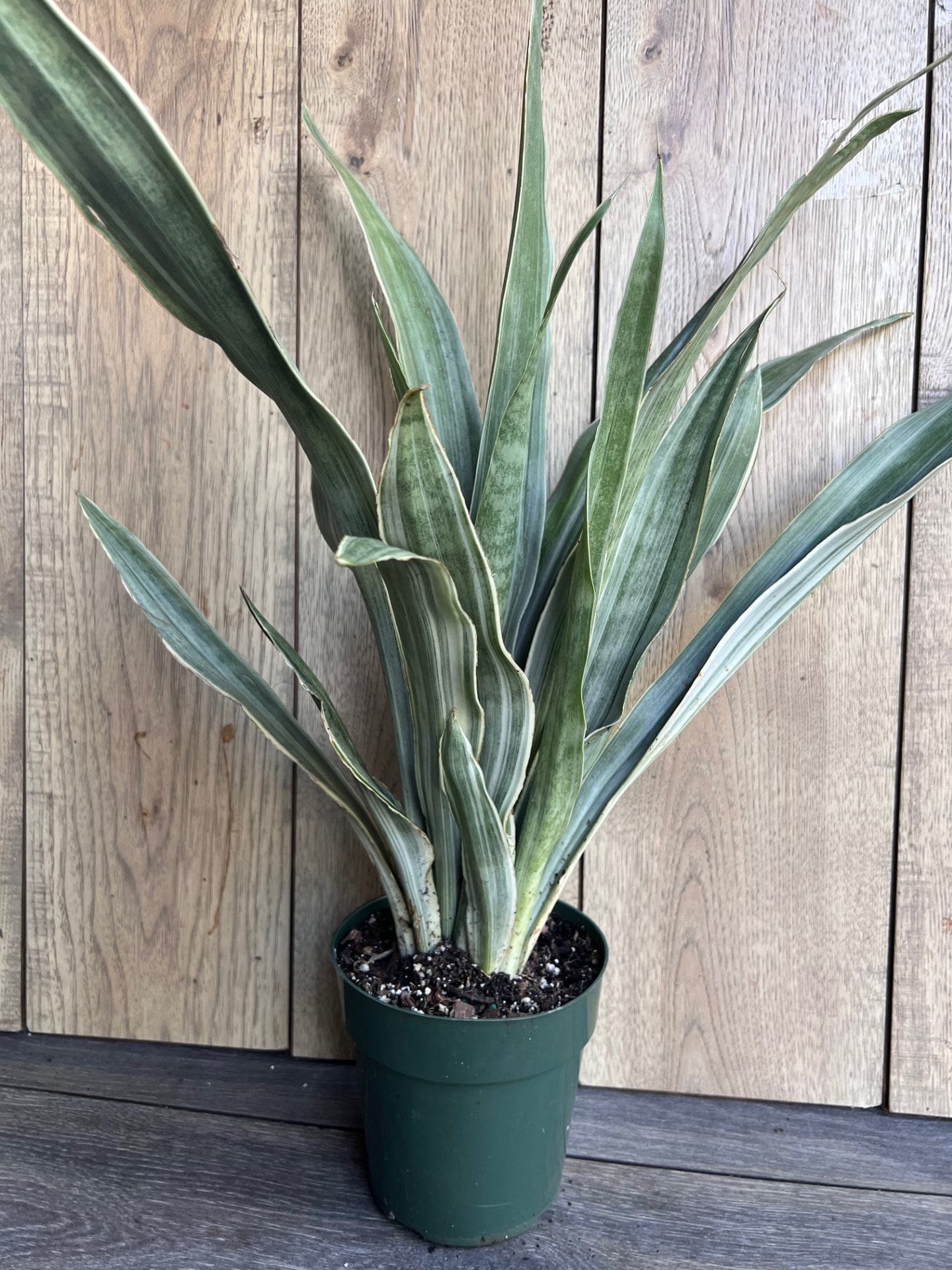 Sansevieria Sayuri in 6" pot, Snake Plant