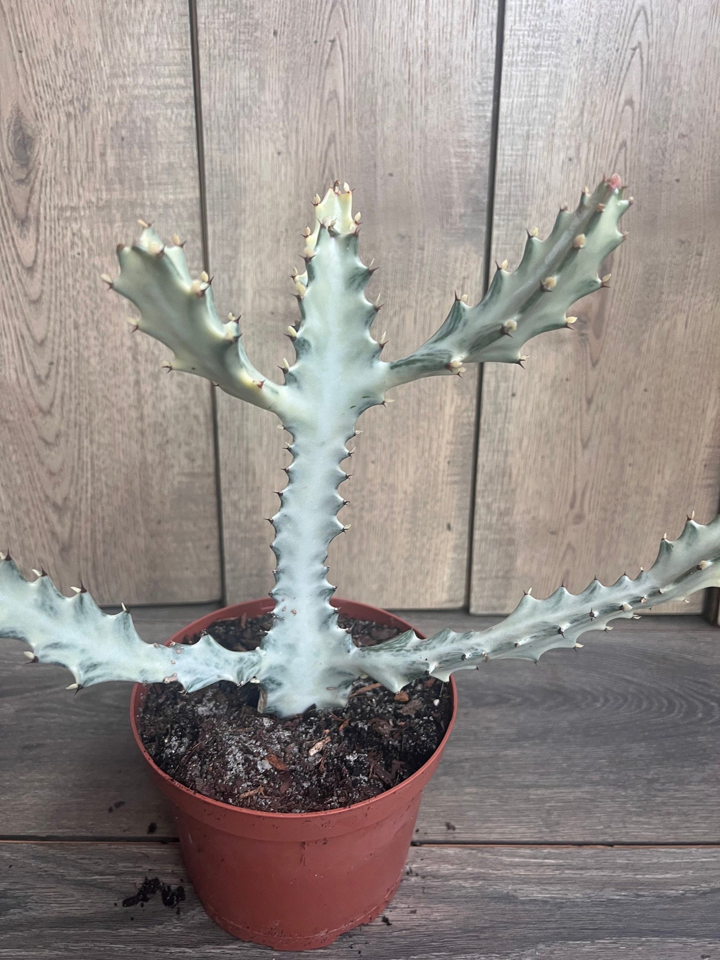 Ghost cactus | White variegated euphorbia lactea | Rare Cactus in 6"