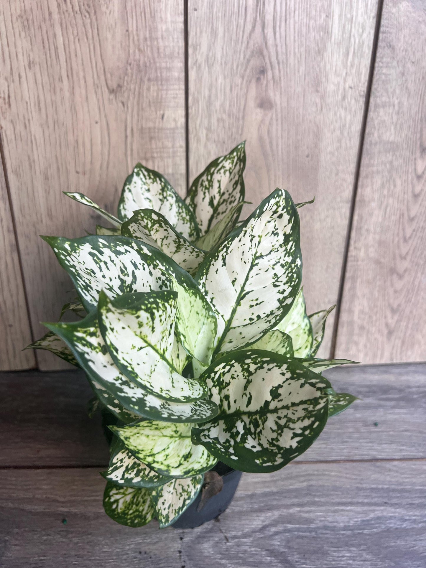 Aglaonema Variegata pearls in 6", commutatum Pearls