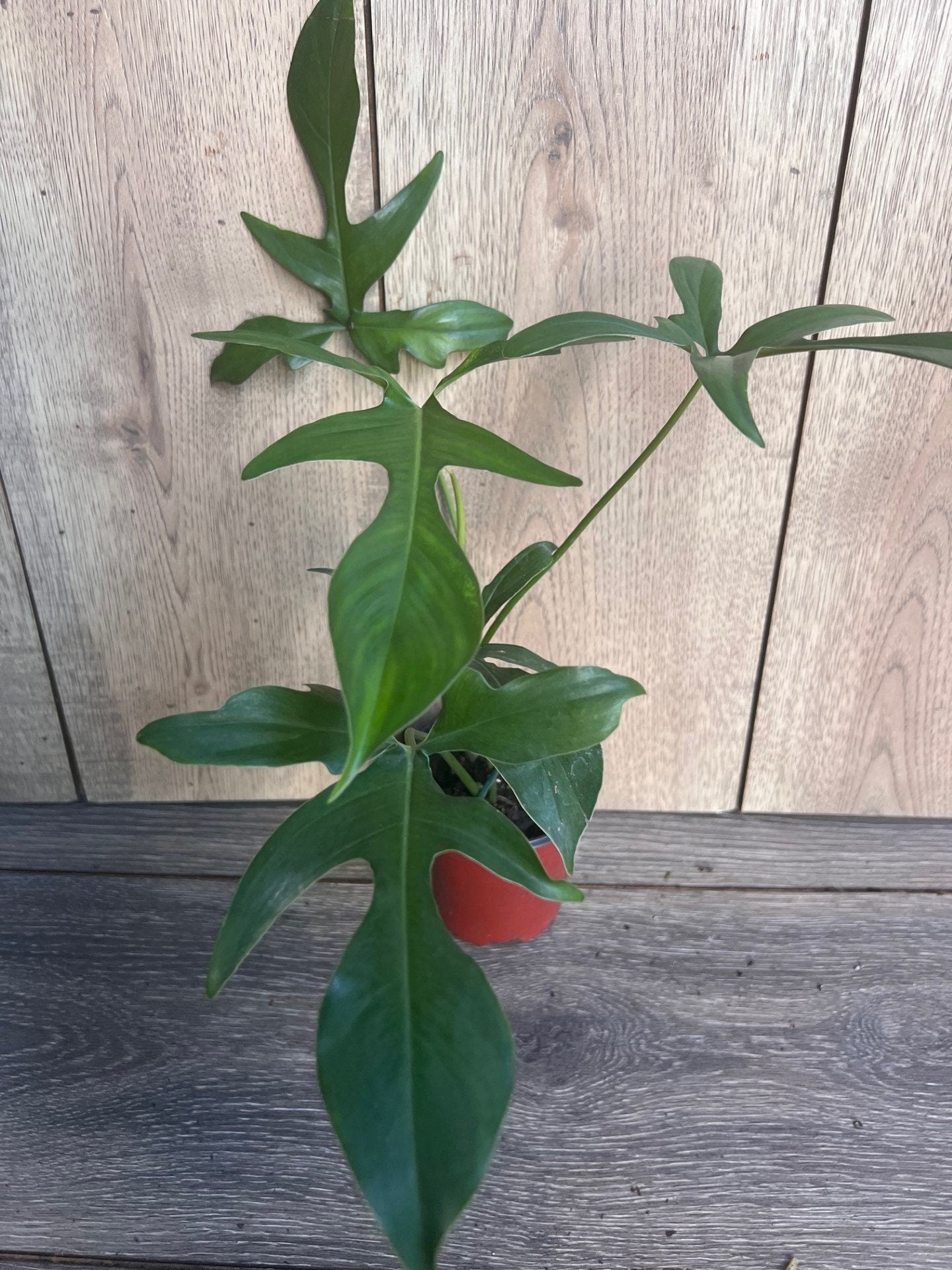 Philodendron Pedatum Glad Hands In 4" Pot