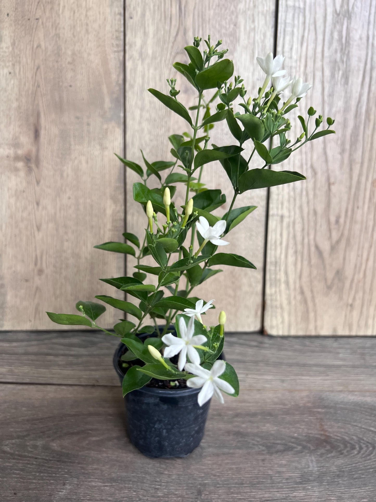 Jasmine Molle , jasmine Indian Jui in 4", Jasminum molle