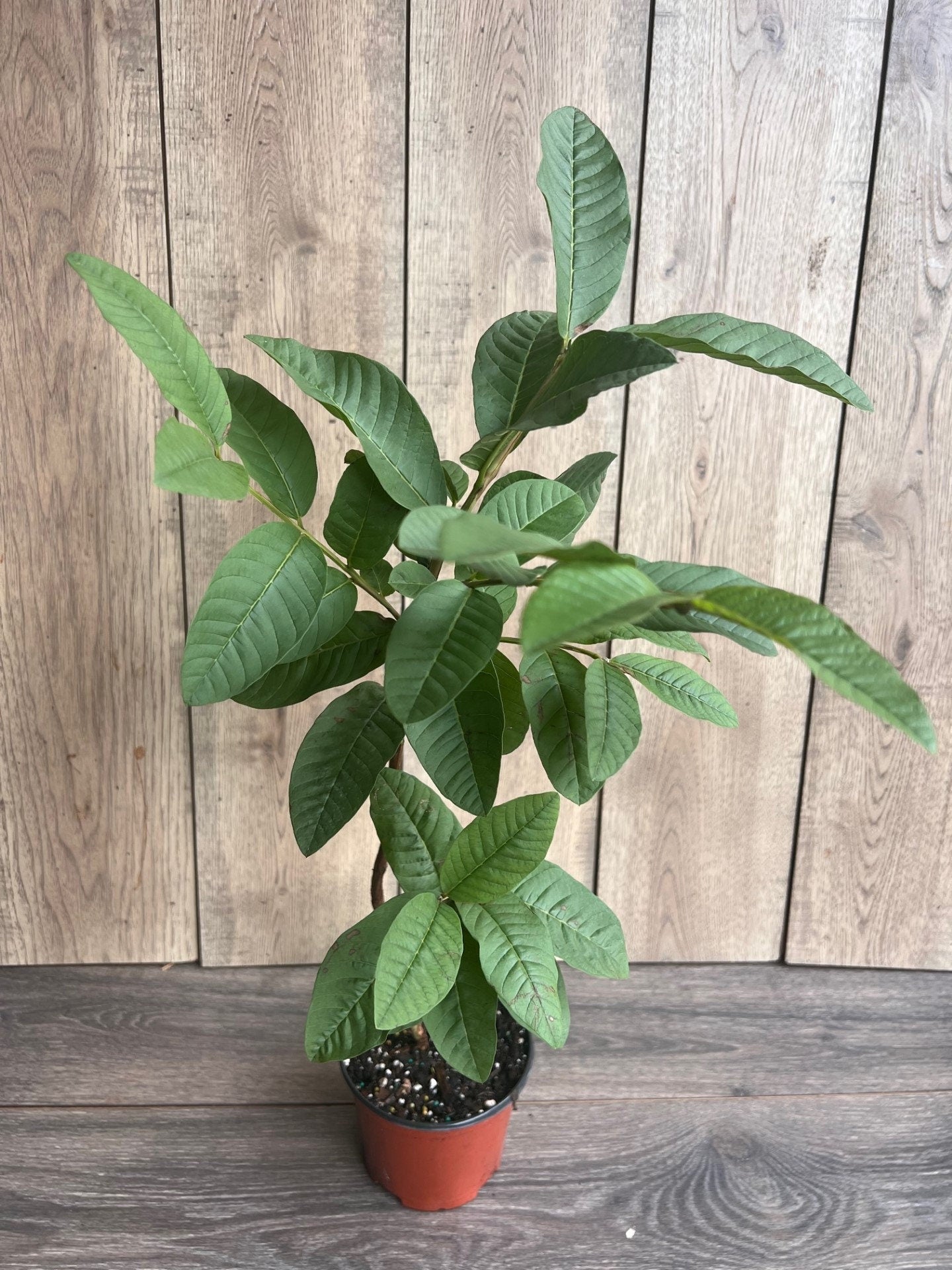 Guava Plant in 6" Pot, Jambu Batu, Psidium guajava, Pink Guava tree