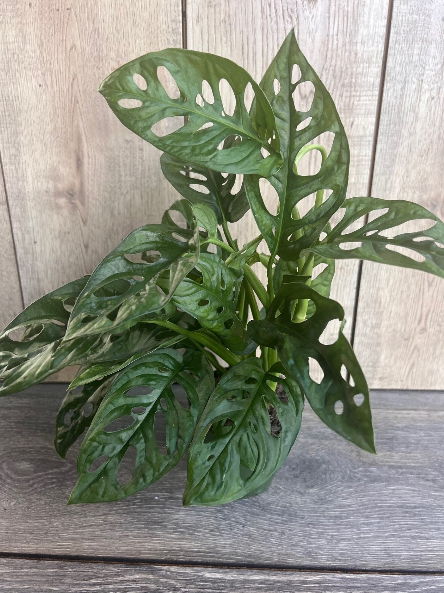 Monstera Adansonii in 4"pot