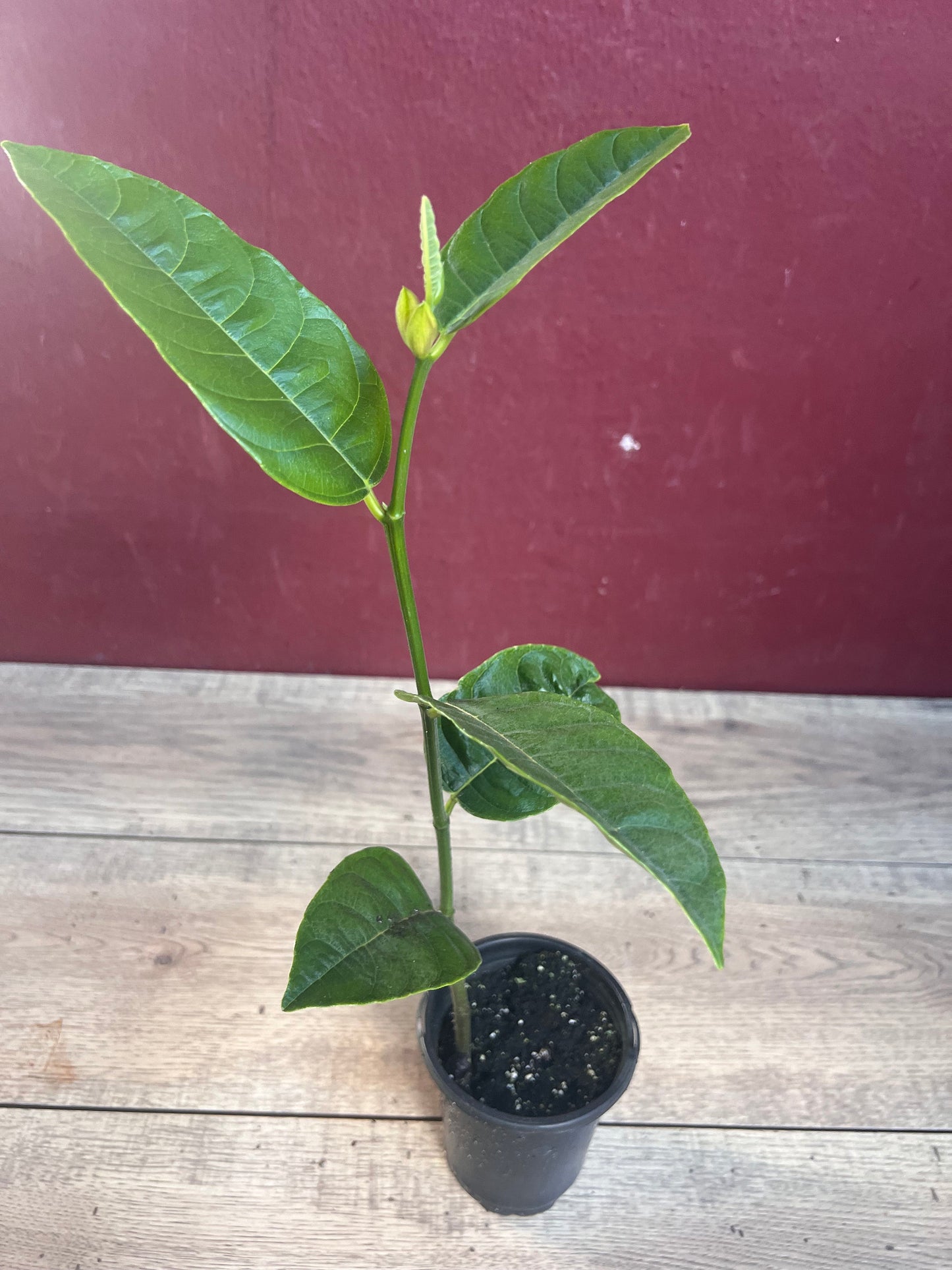 Golden Nugget Jack Fruit in 4" Pot, Nangka, Artocarpus heterophyllus