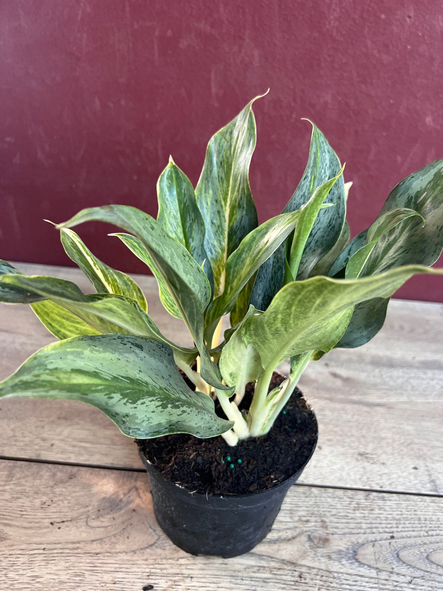 Aglaonema Koh Sumai in 6", Rare Aglaonema
