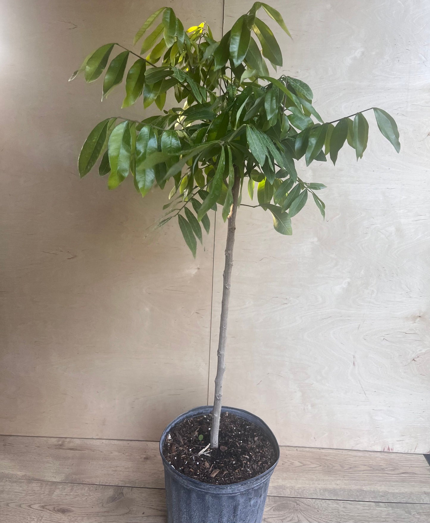 kohala longan in 10" Pot, air layered, lengkeng, kelengkeng, No Ship to CA and HI