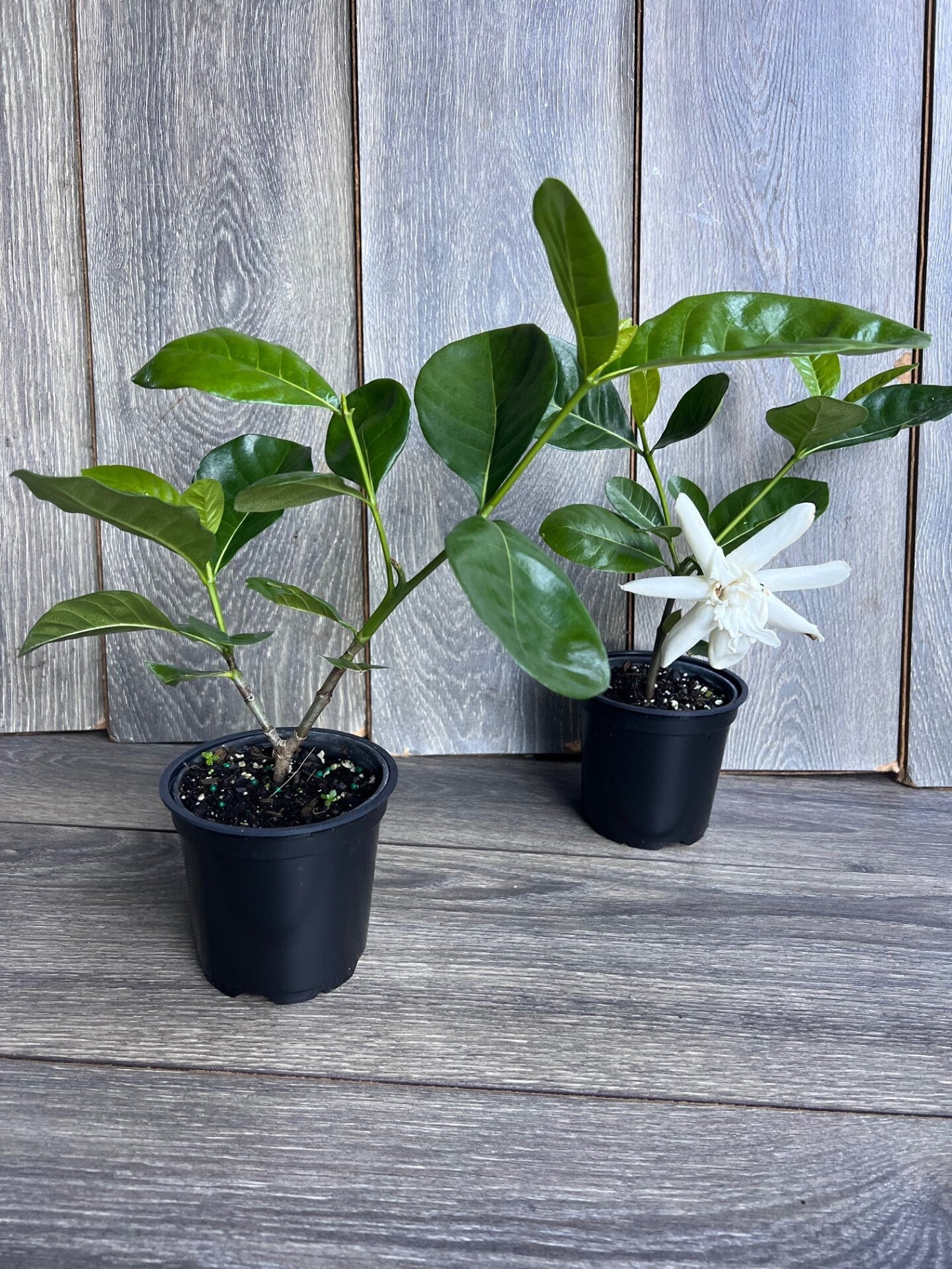 Gardenia in 4" pot