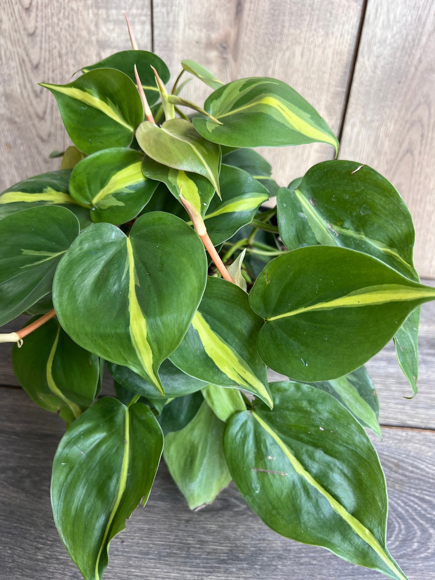 Philodendron Brasil. in 6” pot, philodendron hederaceum,trailing plant, house plant, variegated heart shaped philodendron