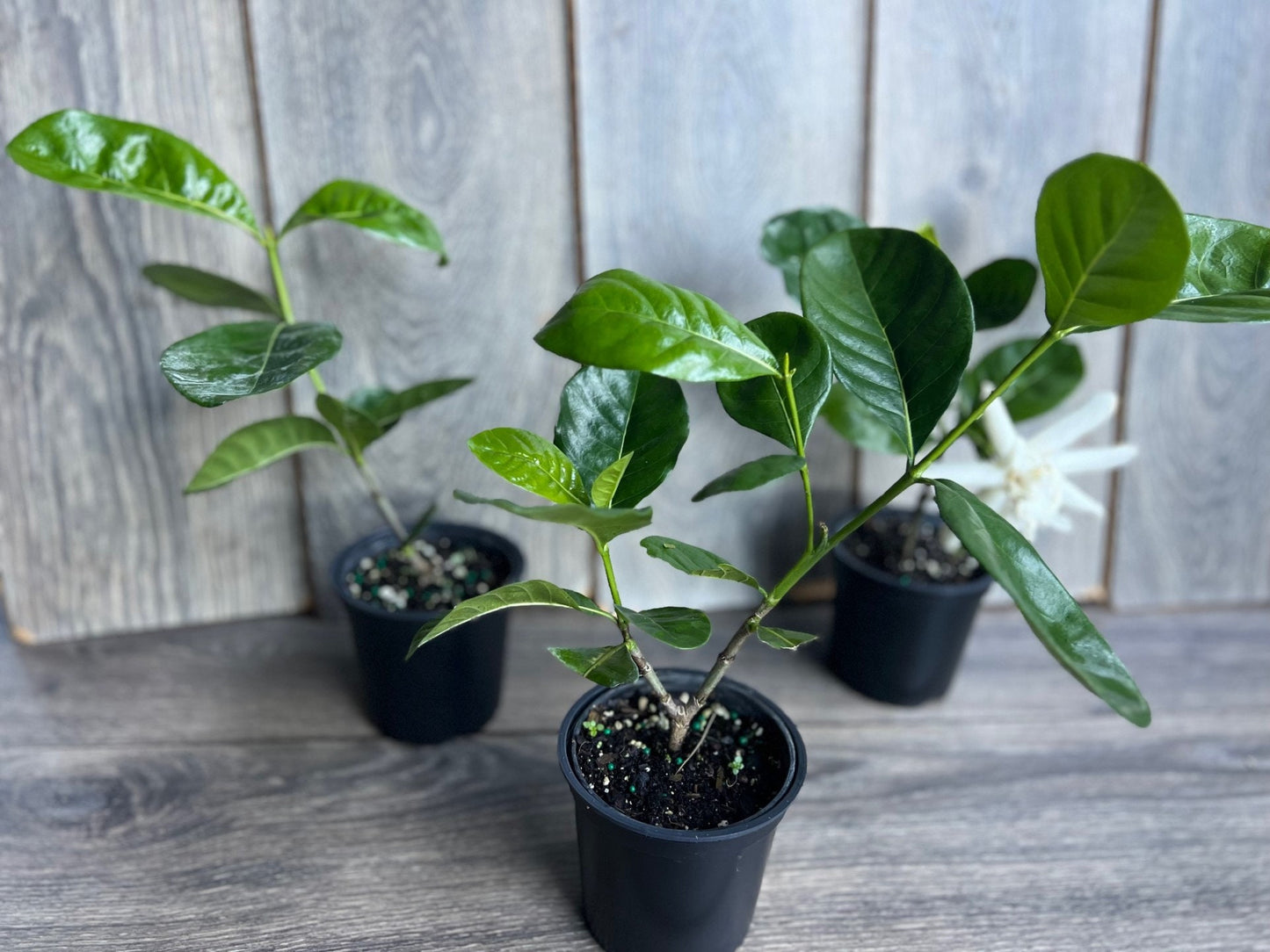 Gardenia in 4" pot