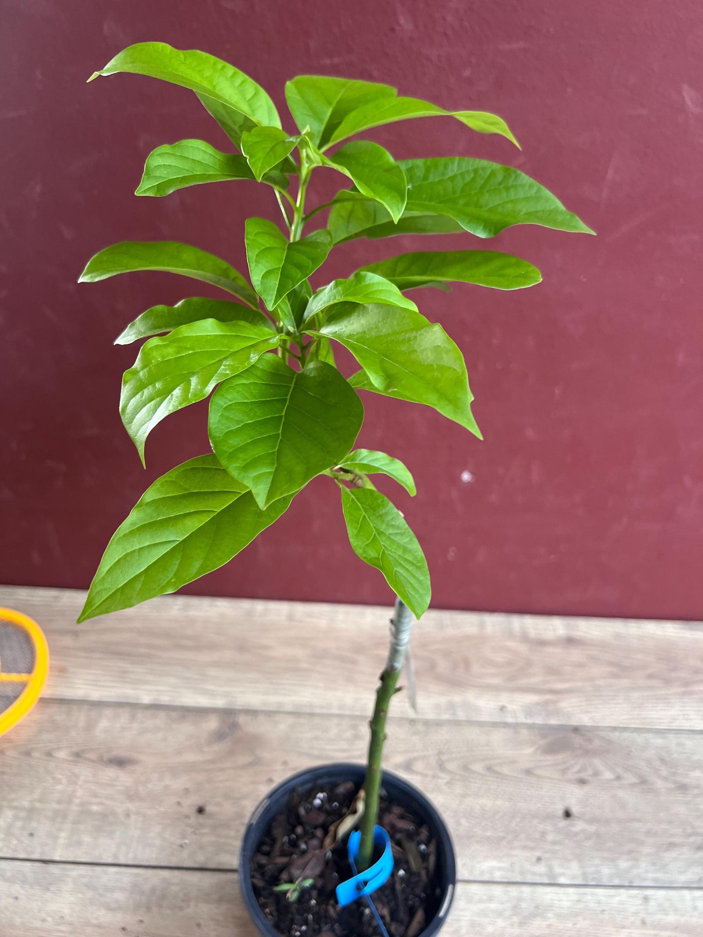 Donnie Avocado Tree , Grafted in 6" Pot