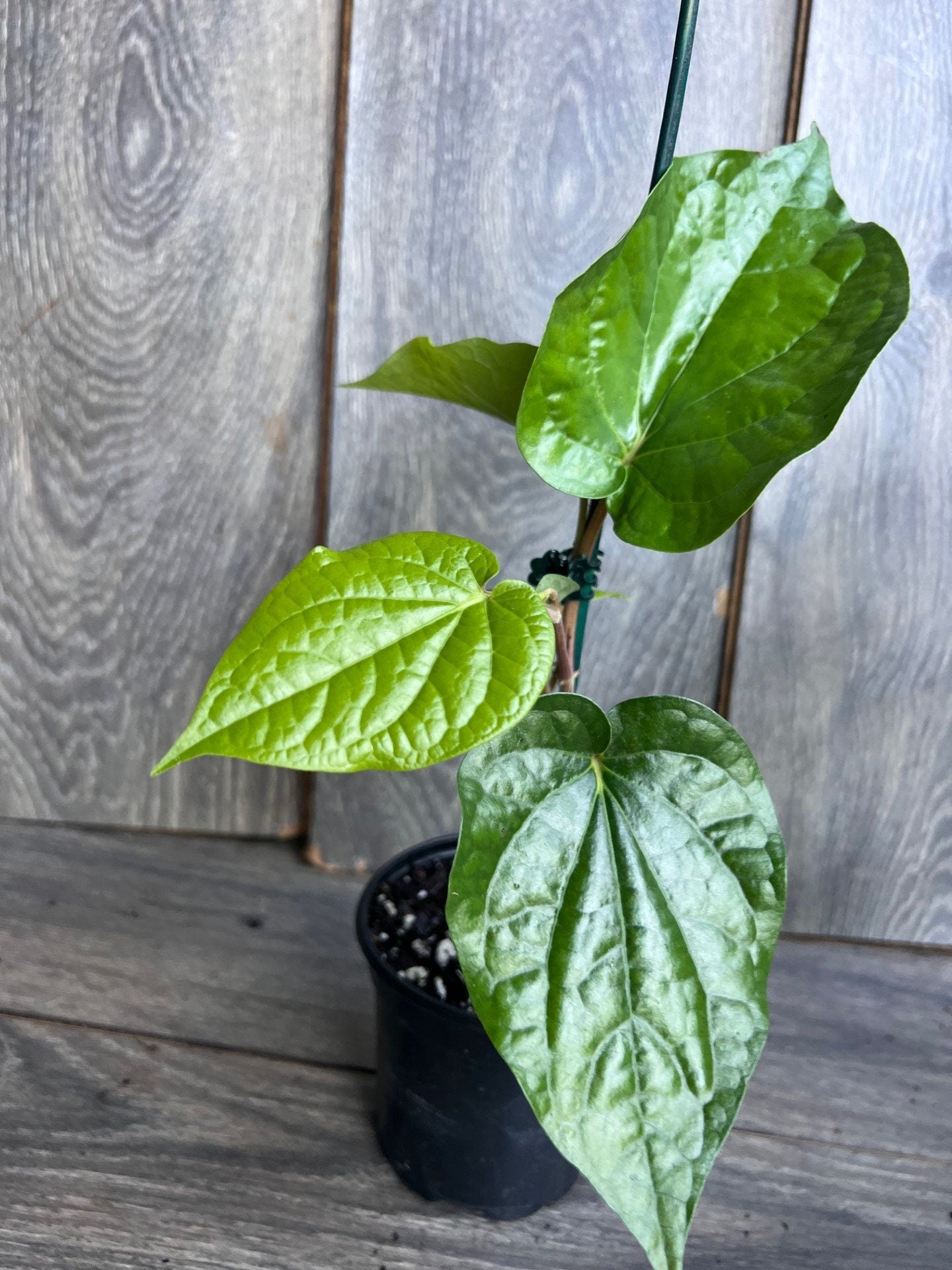 Betel Leaf Plant, Piper Betel in 4" Pot , Daun Sirih Plant ,