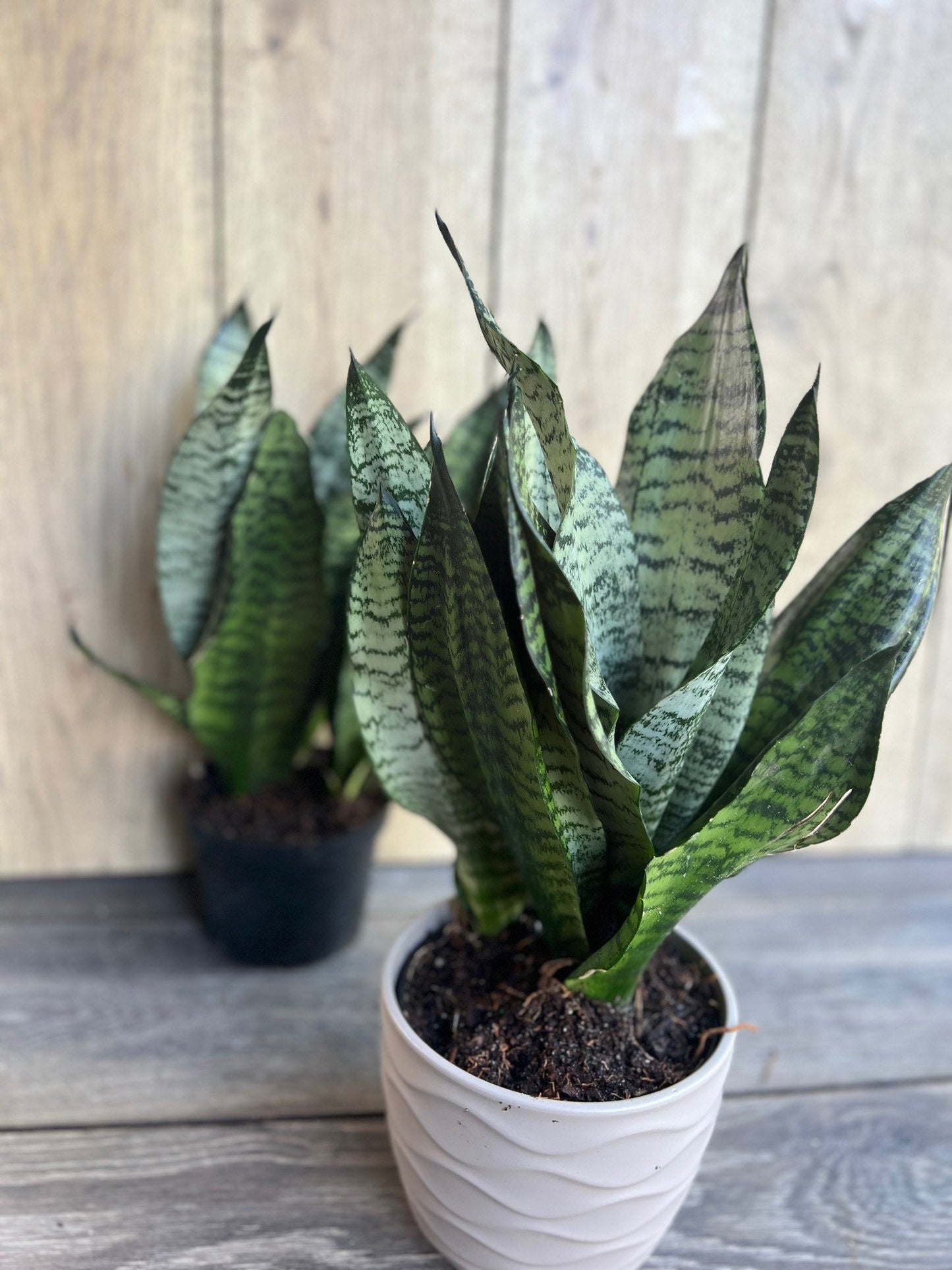 Sansevieria Futura Robusta in 6” pot, Robust Snake Plant