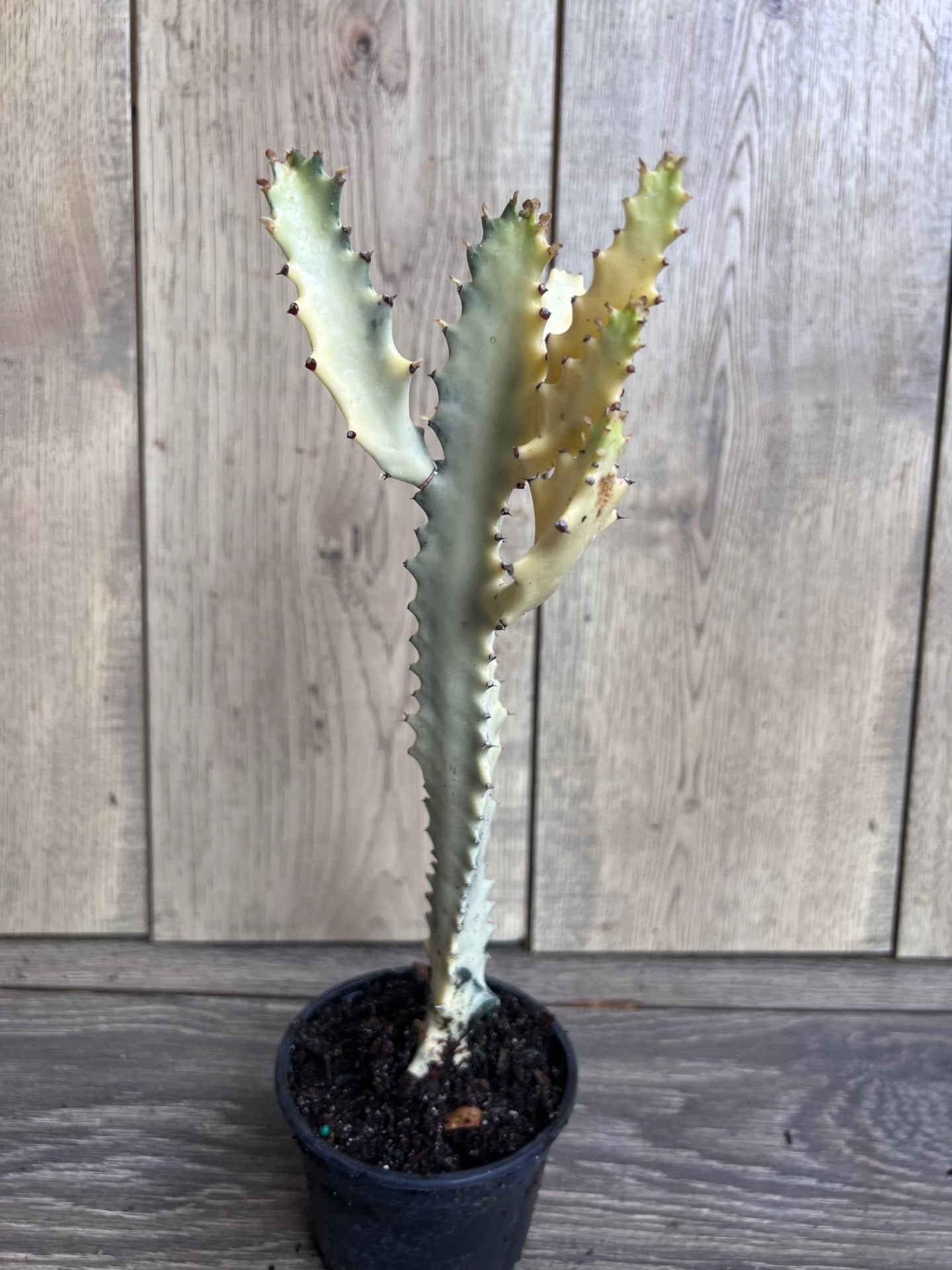 Ghost cactus | White variegated euphorbia lactea | Rare Cactus in 4"