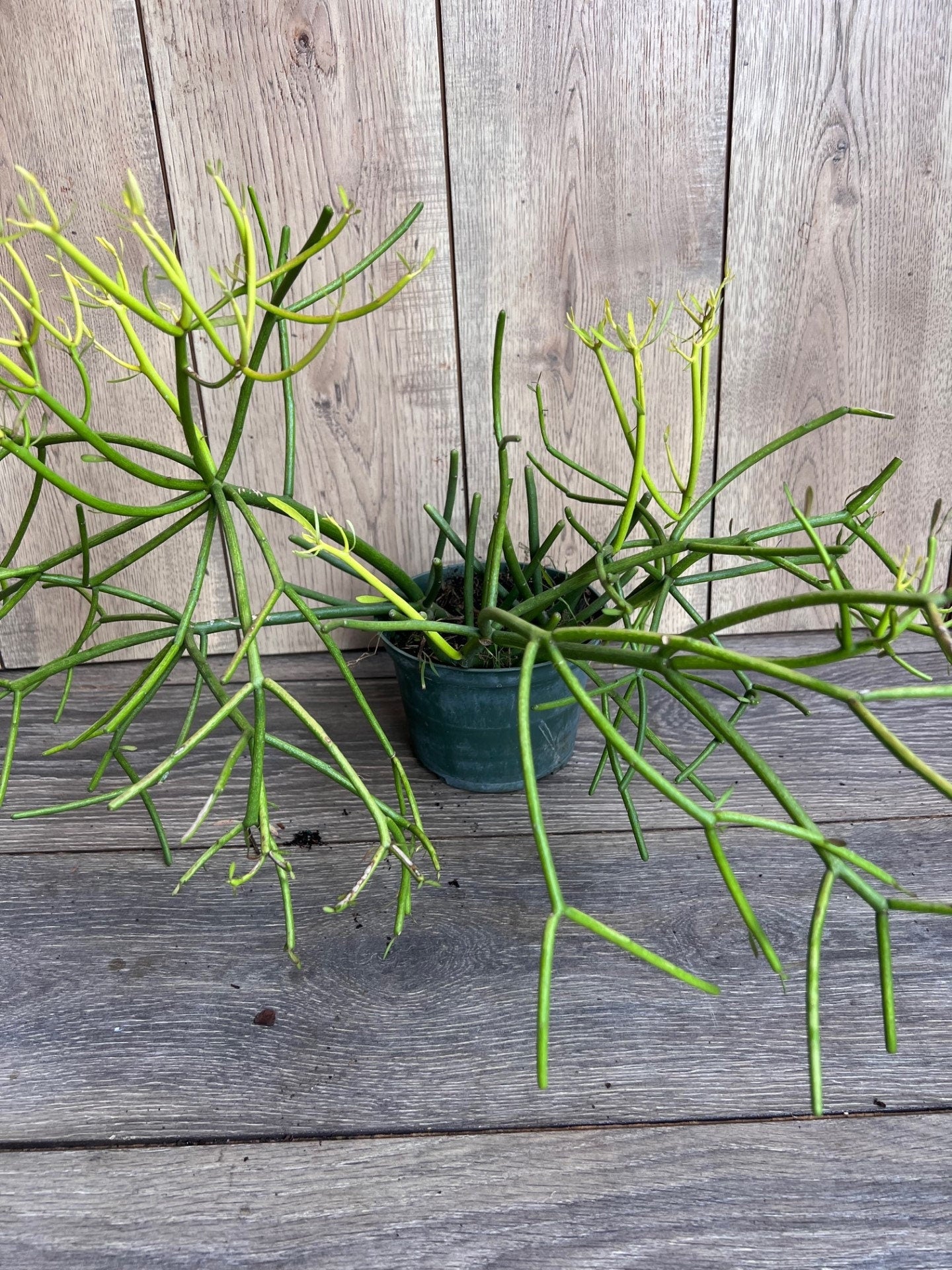 Euphorbia tirucalli, Pencil Cactus in 6" Pot