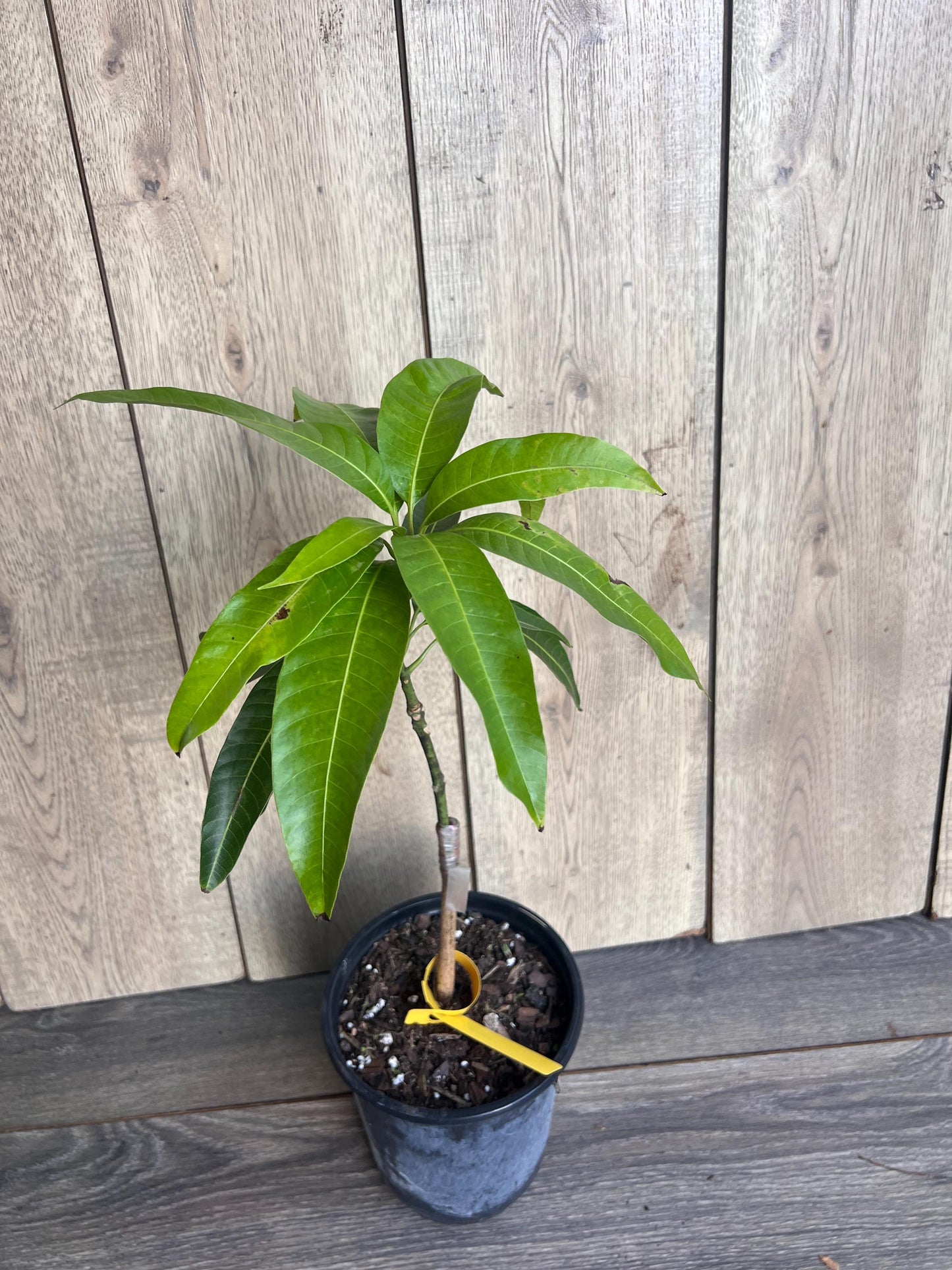 Glenn Mango Tree, grafted in 1/2 Gallon Pot