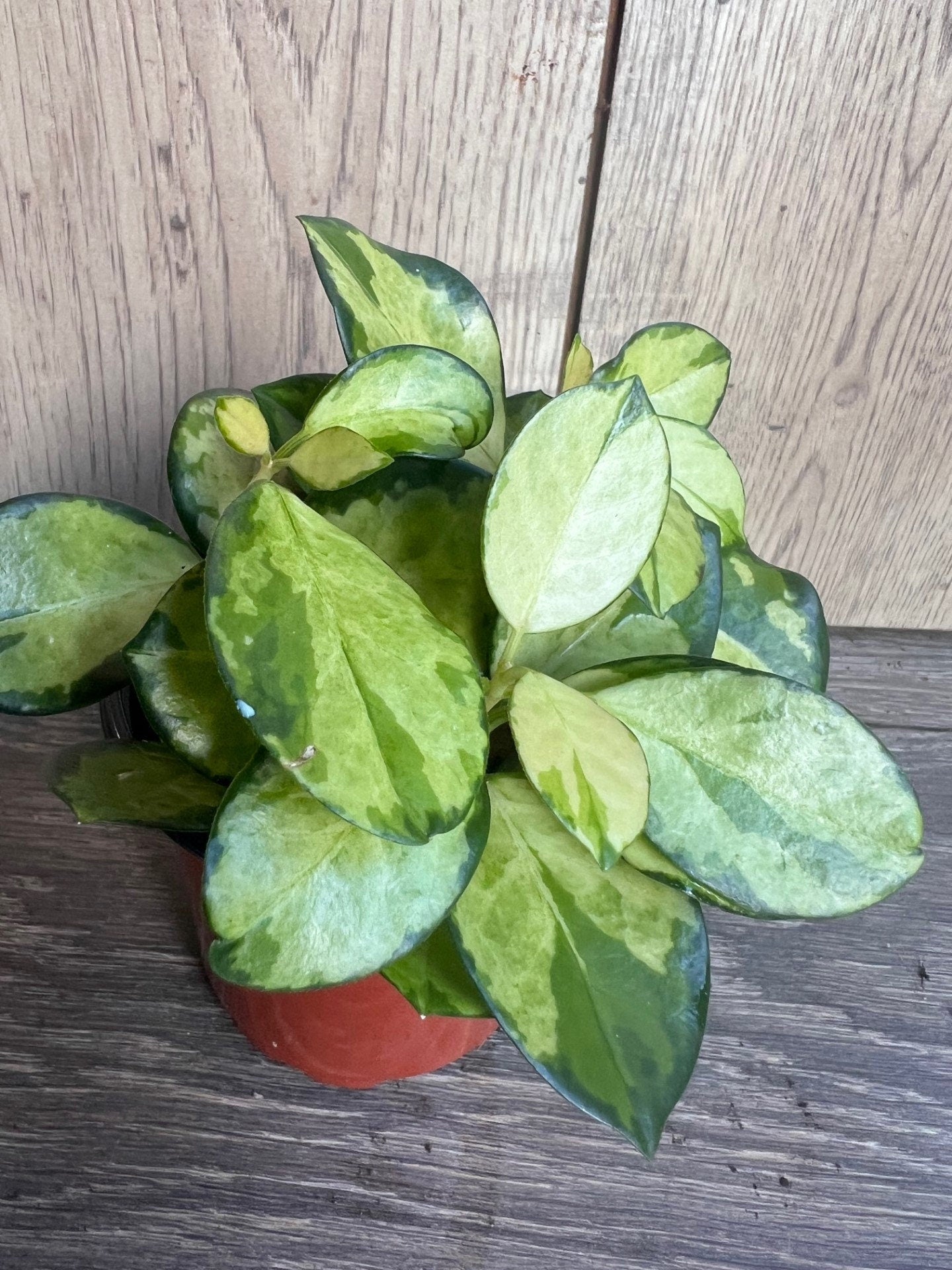 Hoya Australis Lisa in 4" Pot