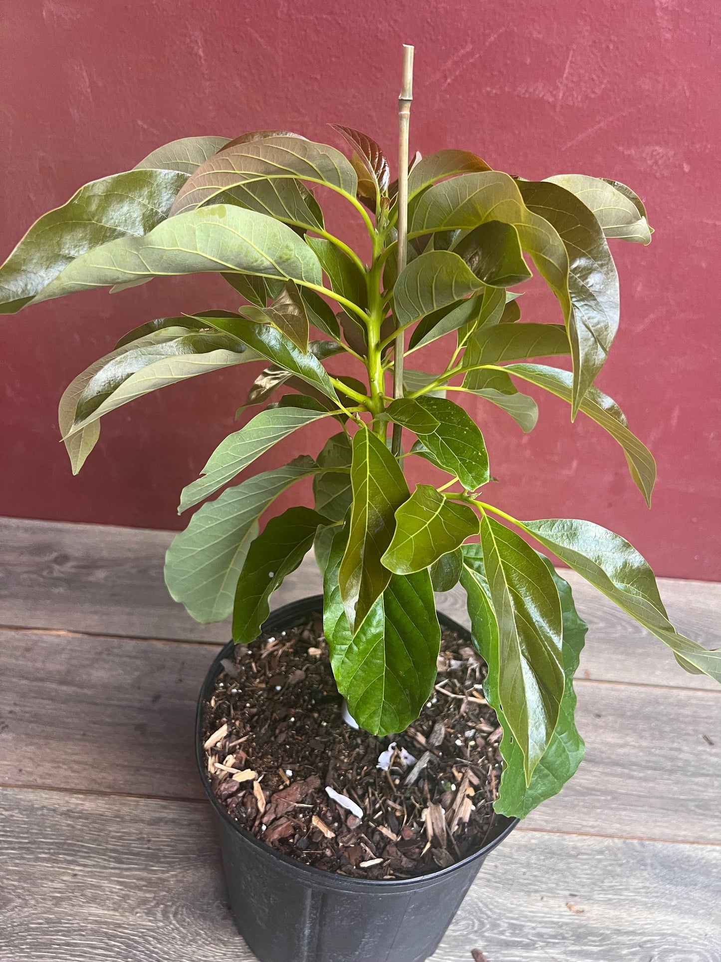 Marcus Pumpkin Avocado Tree , Grafted in 3 Gallon Pot, No Ship to HI