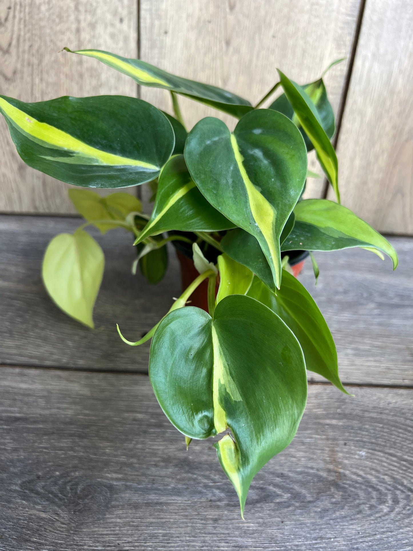 Philodendron Brasil. in 4” pot, philodendron hederaceum,trailing plant, house plant, variegated heart shaped philodendron
