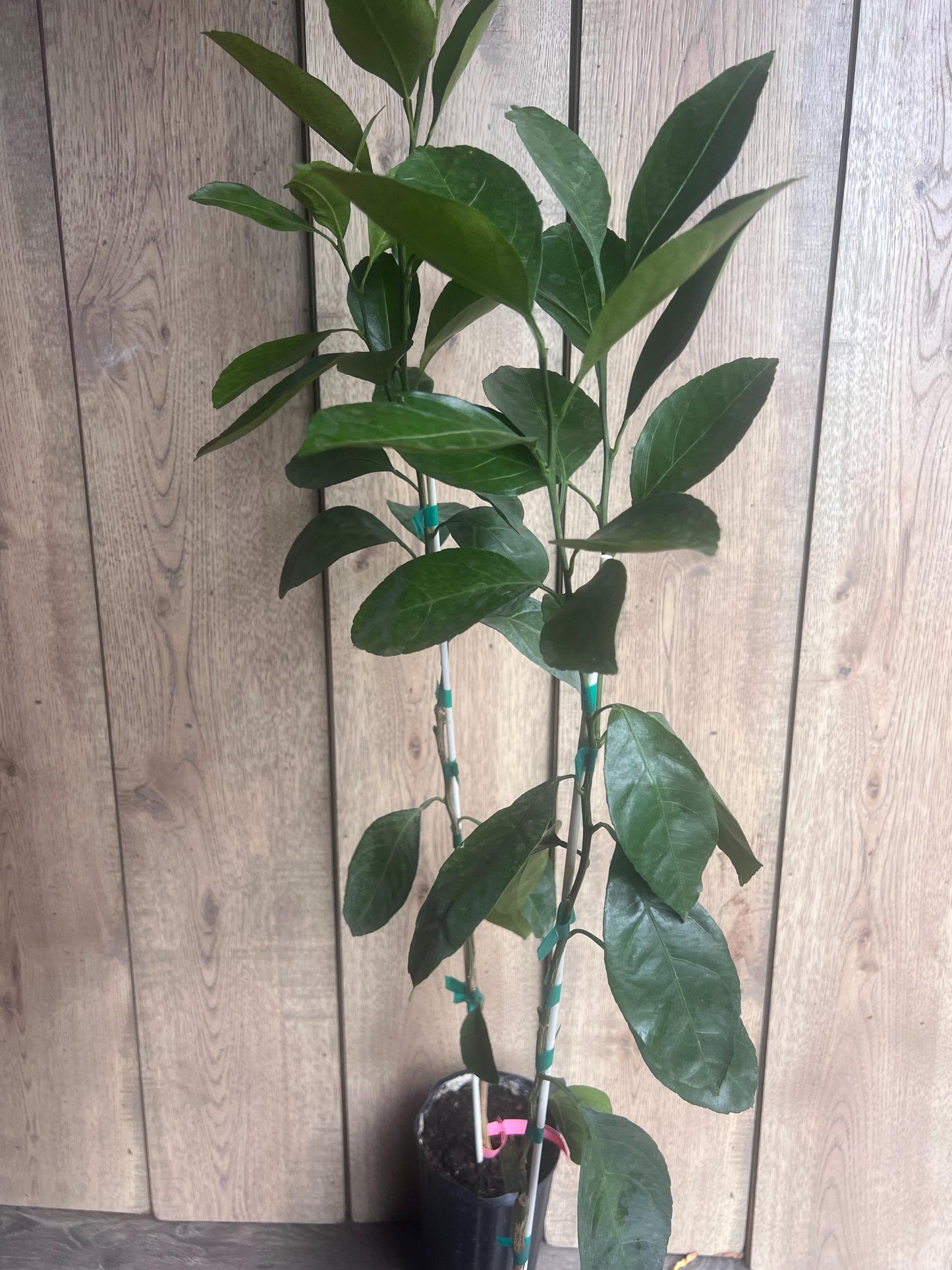 Owari Tangerine Tree in half Gallon Pot, Grafted, Cold Hardy, Florida Shipping Only