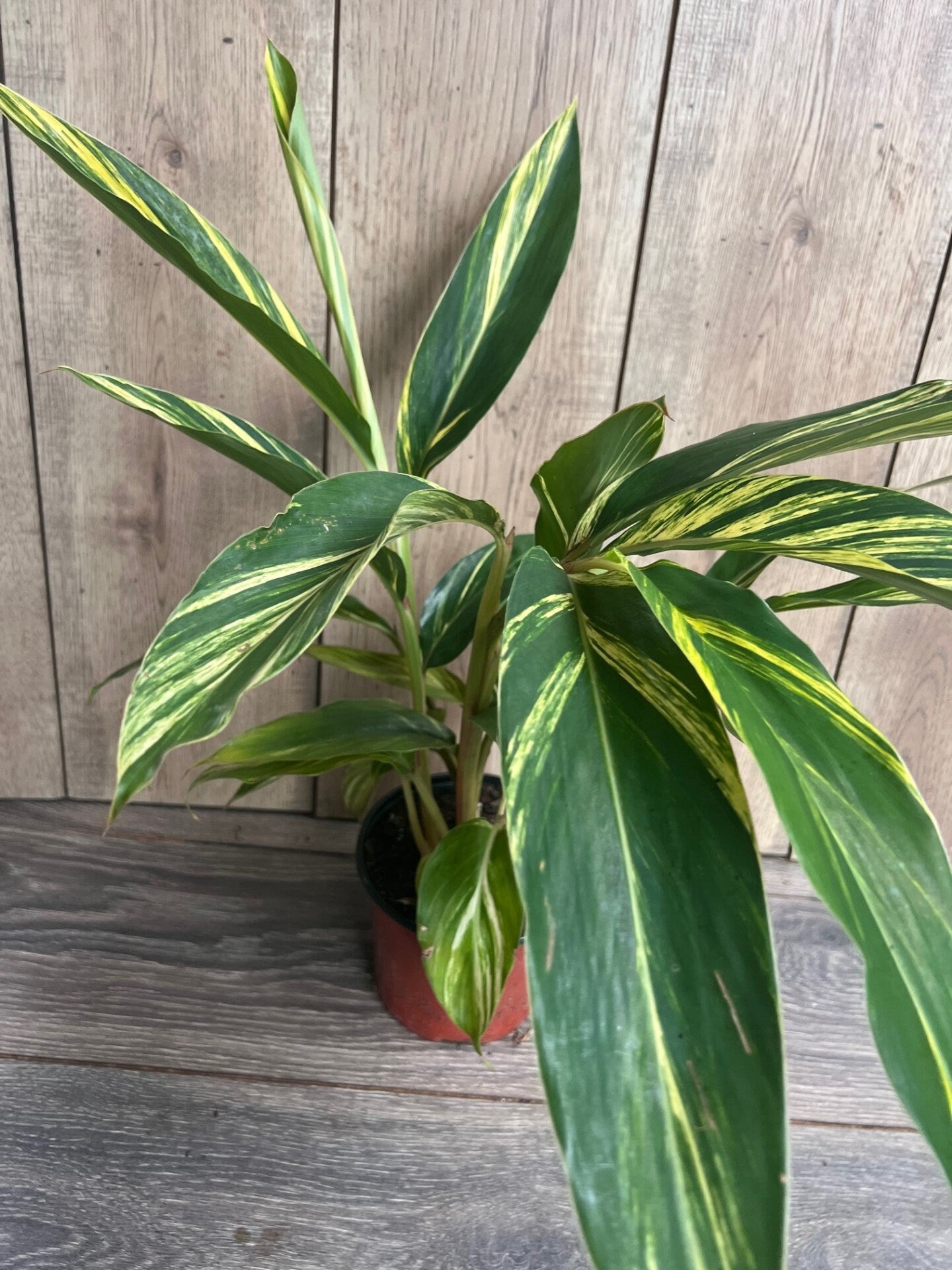 Variegated Shell Ginger (Alpinia Zerumbet ‘Variegata’) in 6" pot