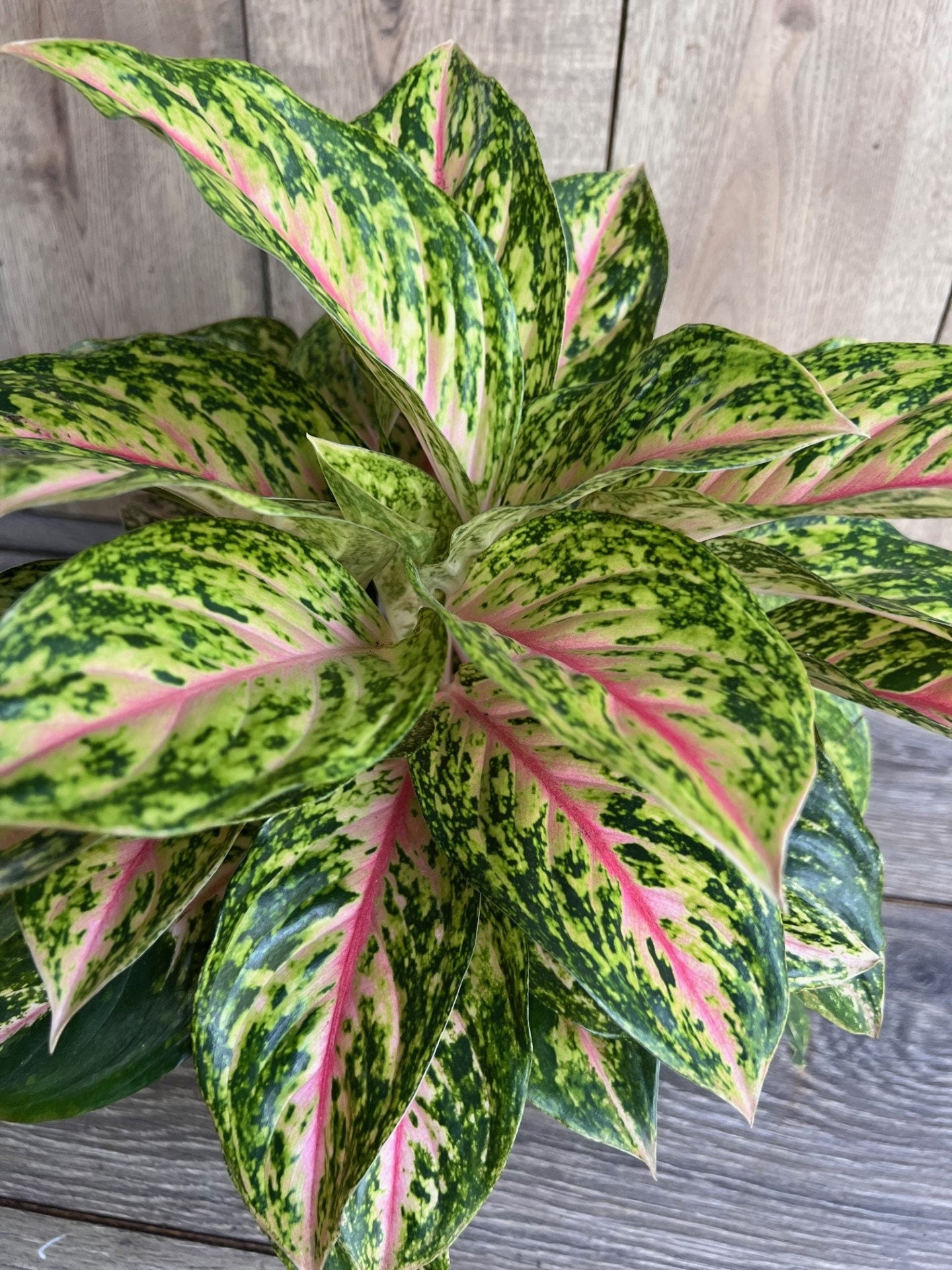 Aglaonema 'Two Tone Moonstone', Pink Aglaonema, Chinese Evergreen, Arum Plant, Live House Plant, in 6" Pot