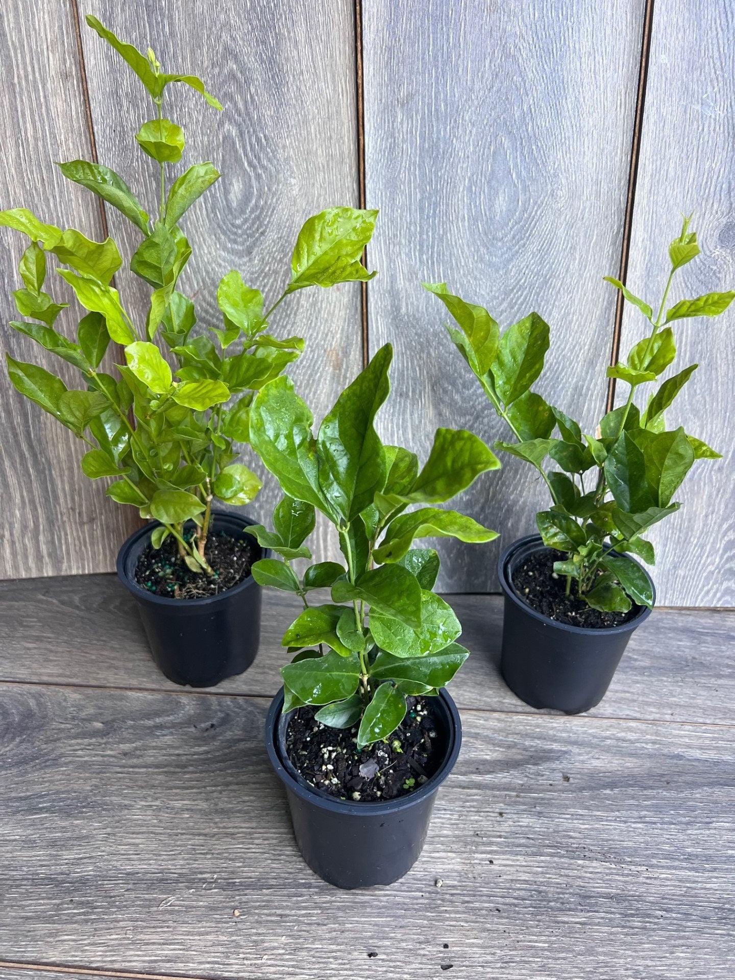 Jasmine Belle of India in 4" Pot Pot, Fragrance, Flowers and Brilliant Green Leaves