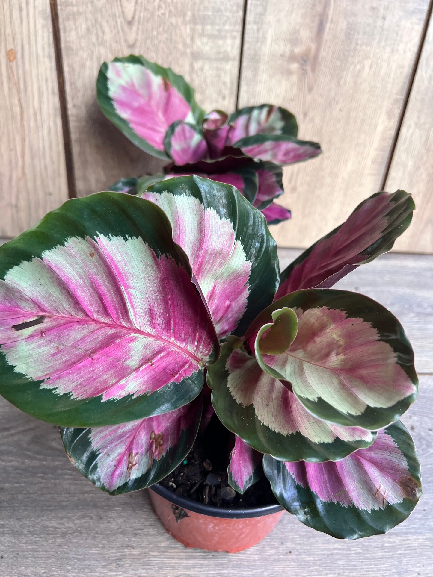 Calathea roseopicta ‘Rosy’ in 6" Pot, Rossy