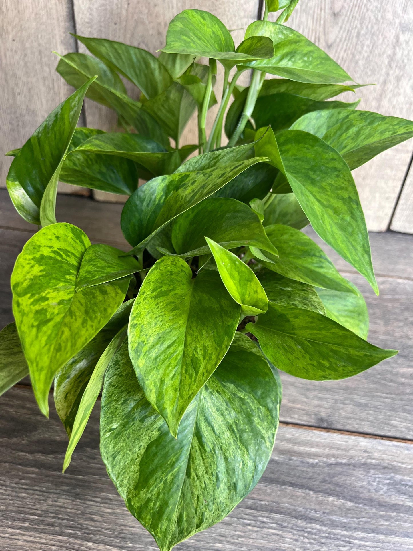 Jessenia pothos in 6", Epipremnum aureum 'Jessenia