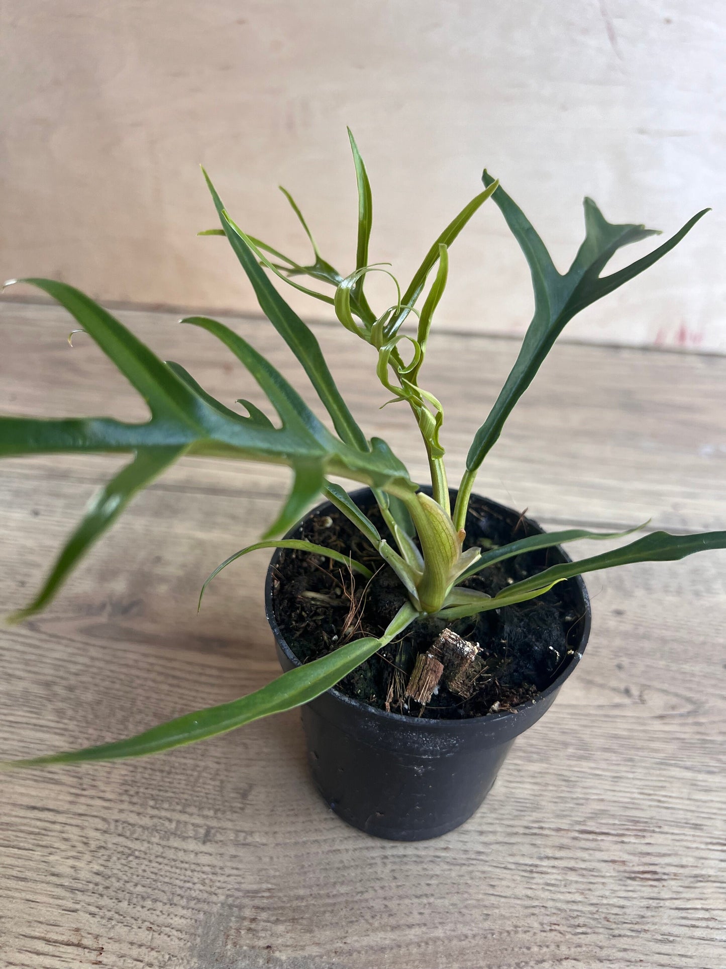 Philodendron Tortum in 4" Pot