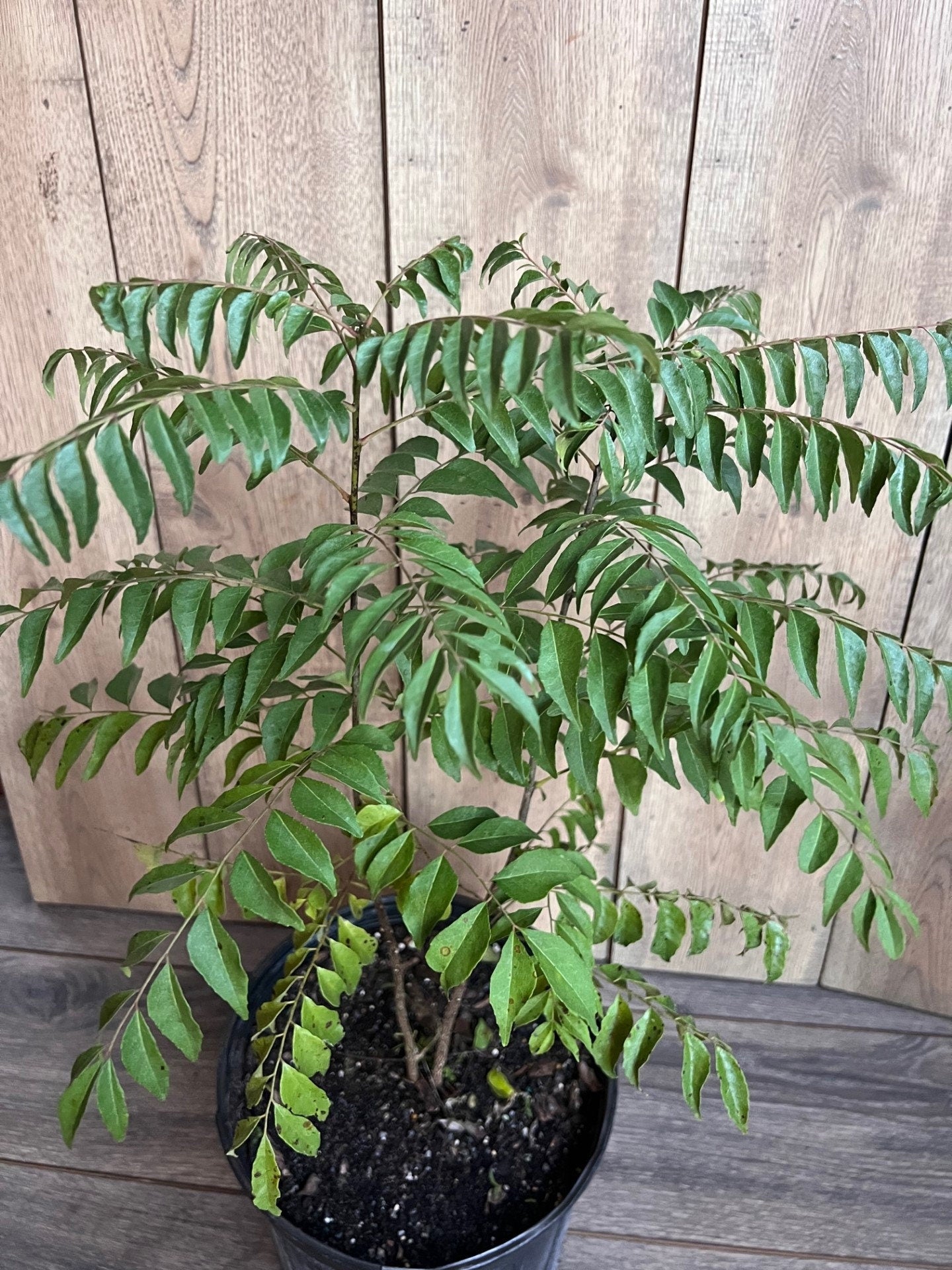 Curry Leaf Plant, Murraya Koenigii in 10" Pot. No ship to CA or HI