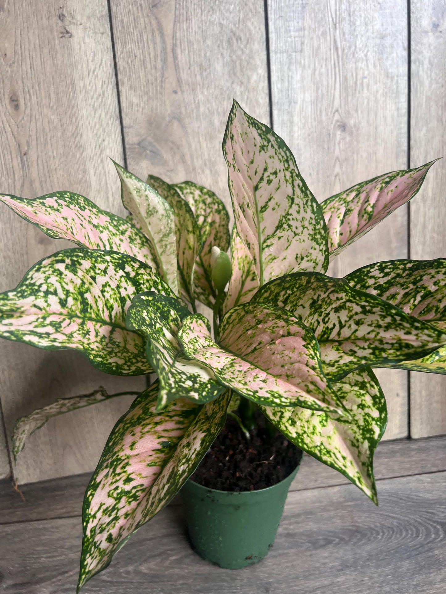 Etta Rose Aglaonema in 6" Pot, Rare Chinese evergreen