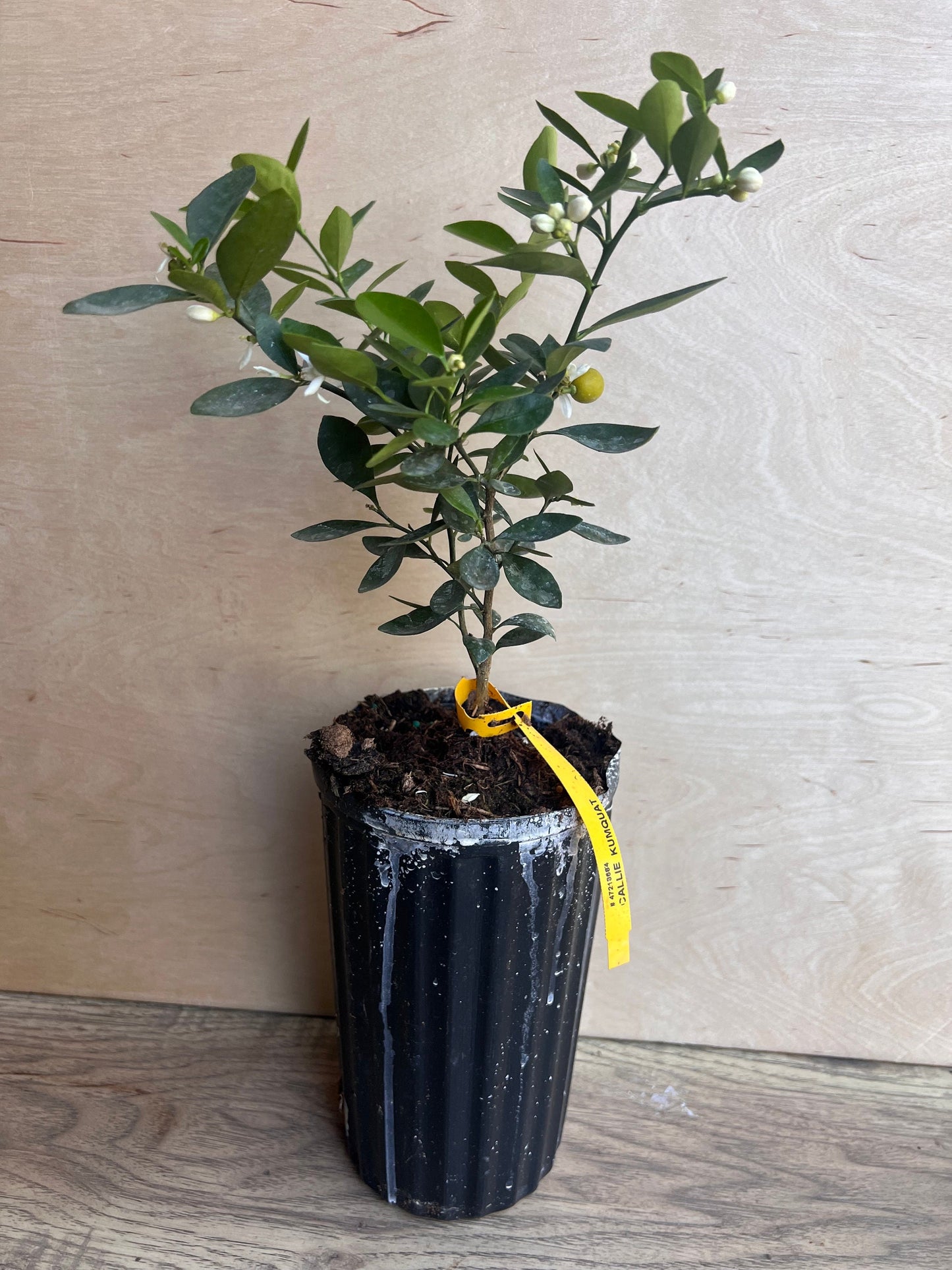 Callie Kumquat in half gallon, Meiwa and Nagami Hybrid, Florida Shipping Only